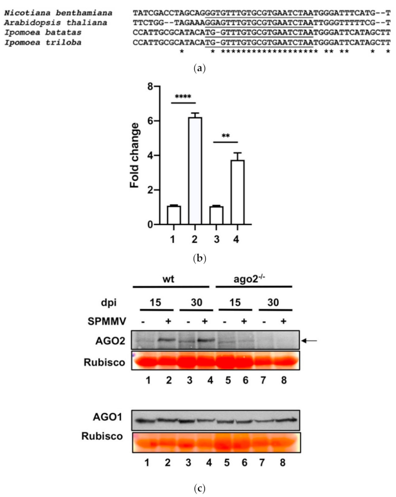 Plants 10 00867 g003