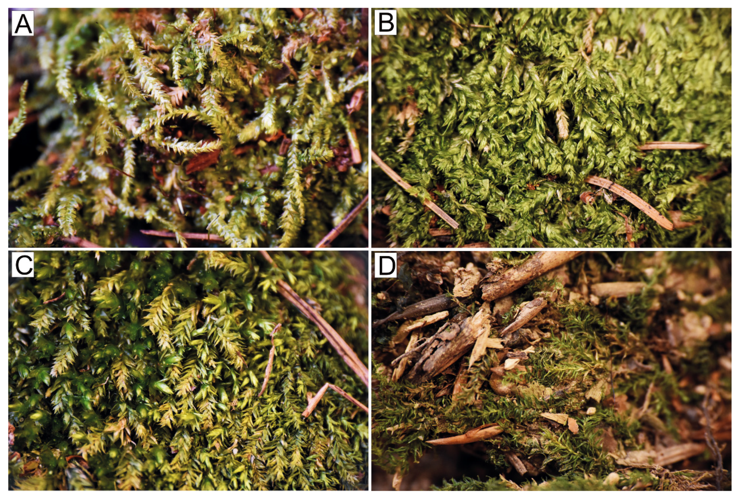 Plants 10 00868 g002 Plants 10 00868 g002