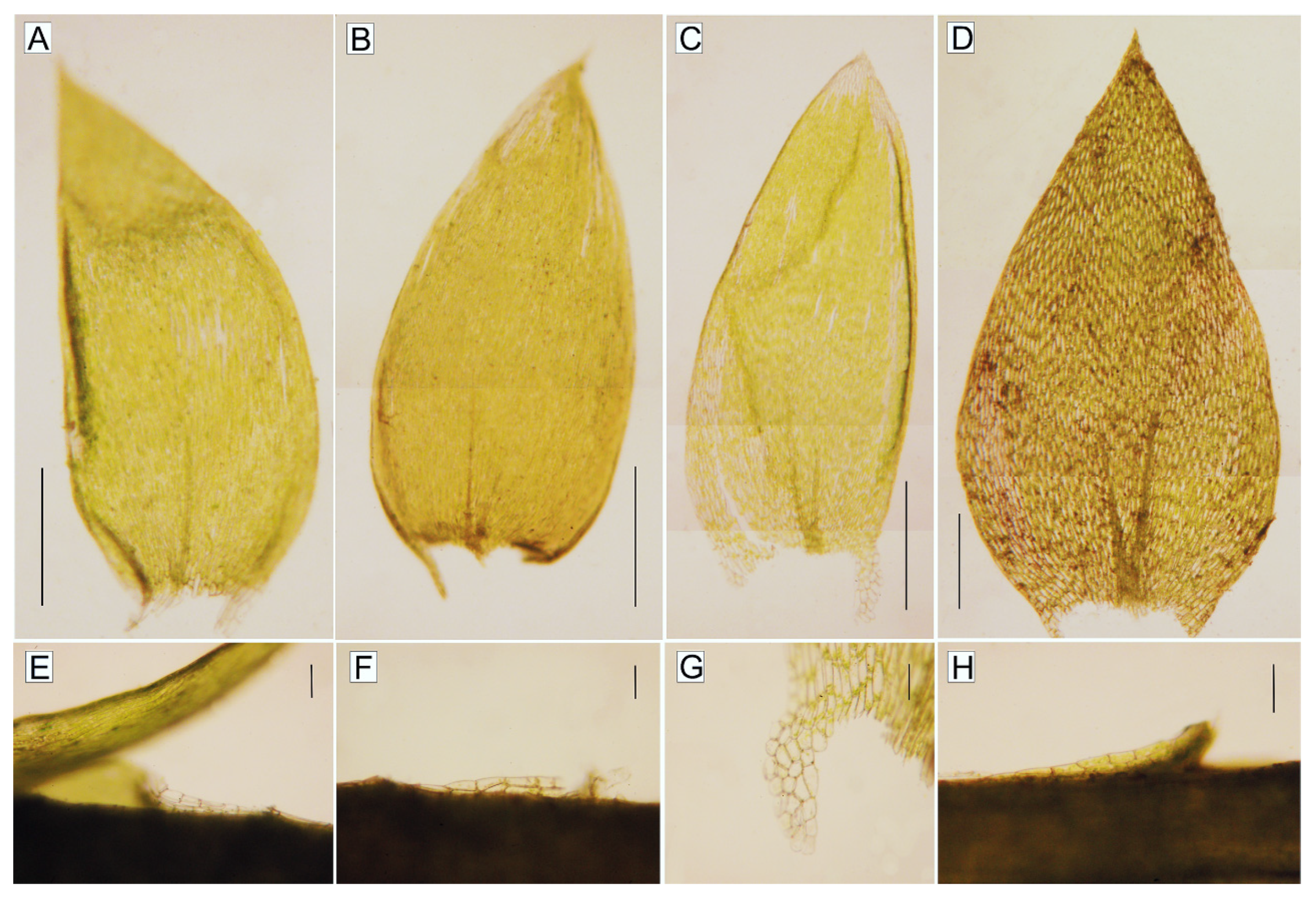 Plants 10 00868 g003 Plants 10 00868 g003