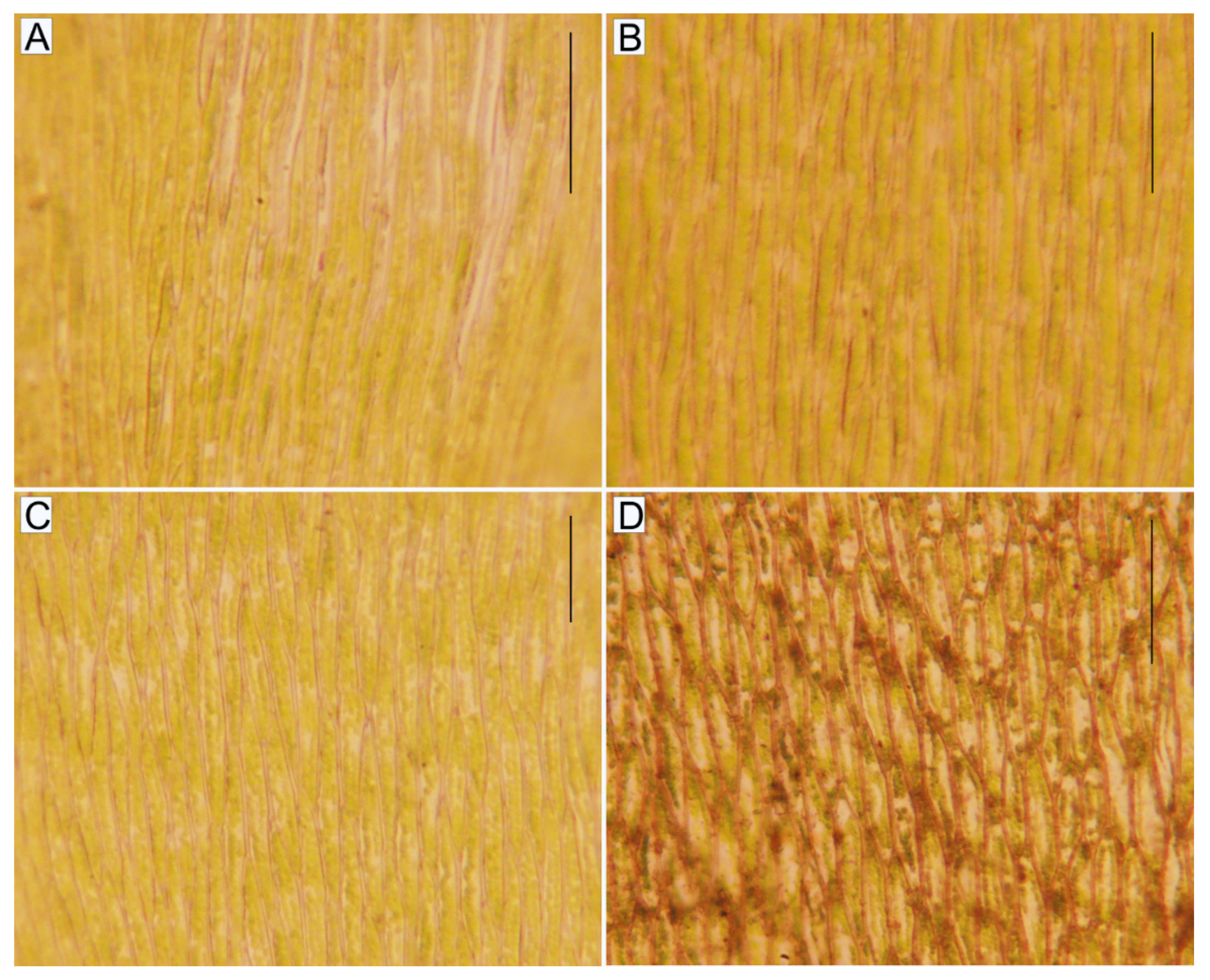 Plants 10 00868 g004 Plants 10 00868 g004