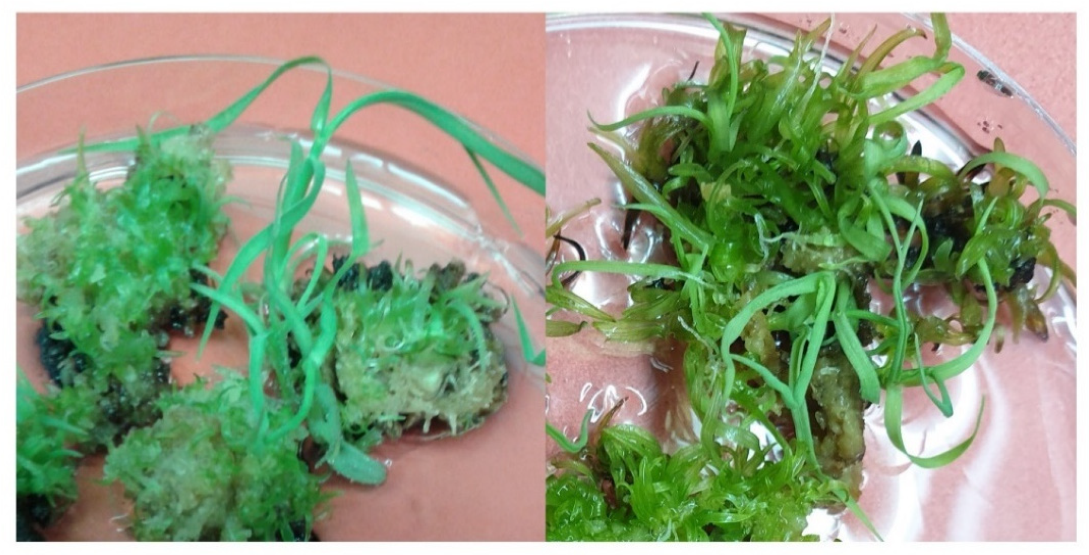 Plants 10 00869 g001 Plants 10 00869 g001