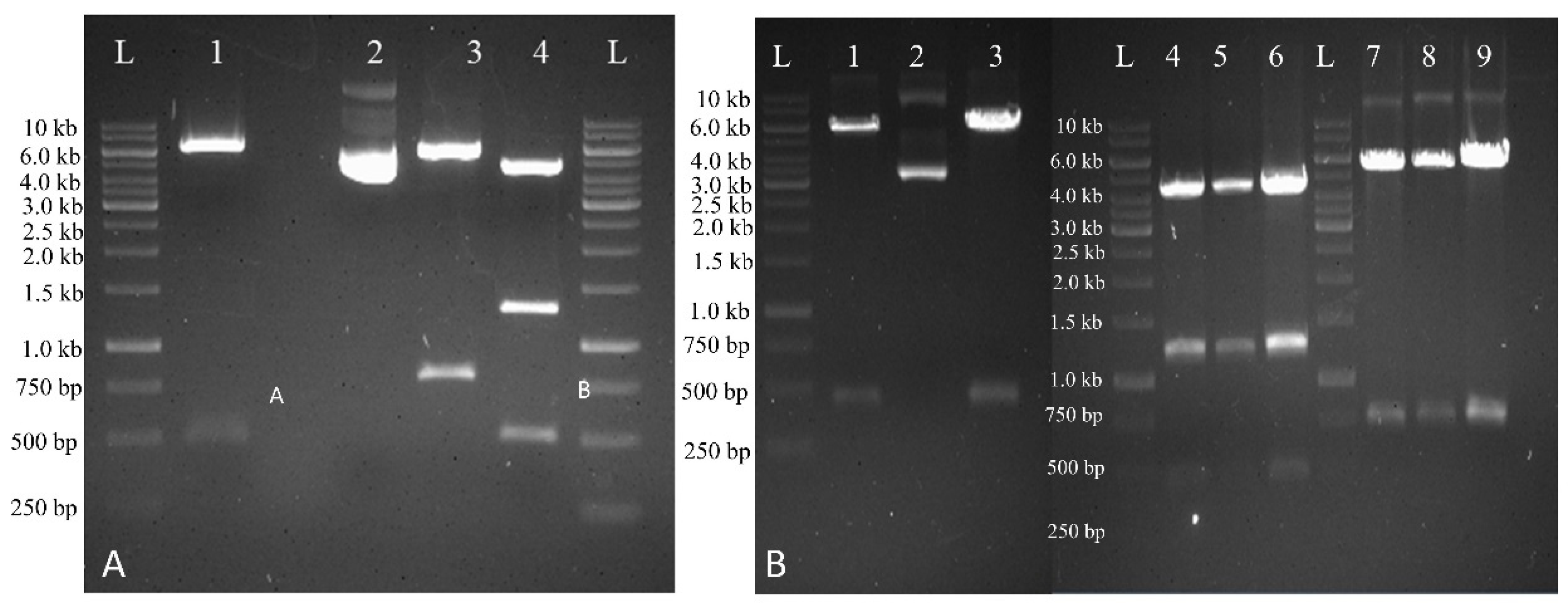 Plants 10 00869 g002 Plants 10 00869 g002