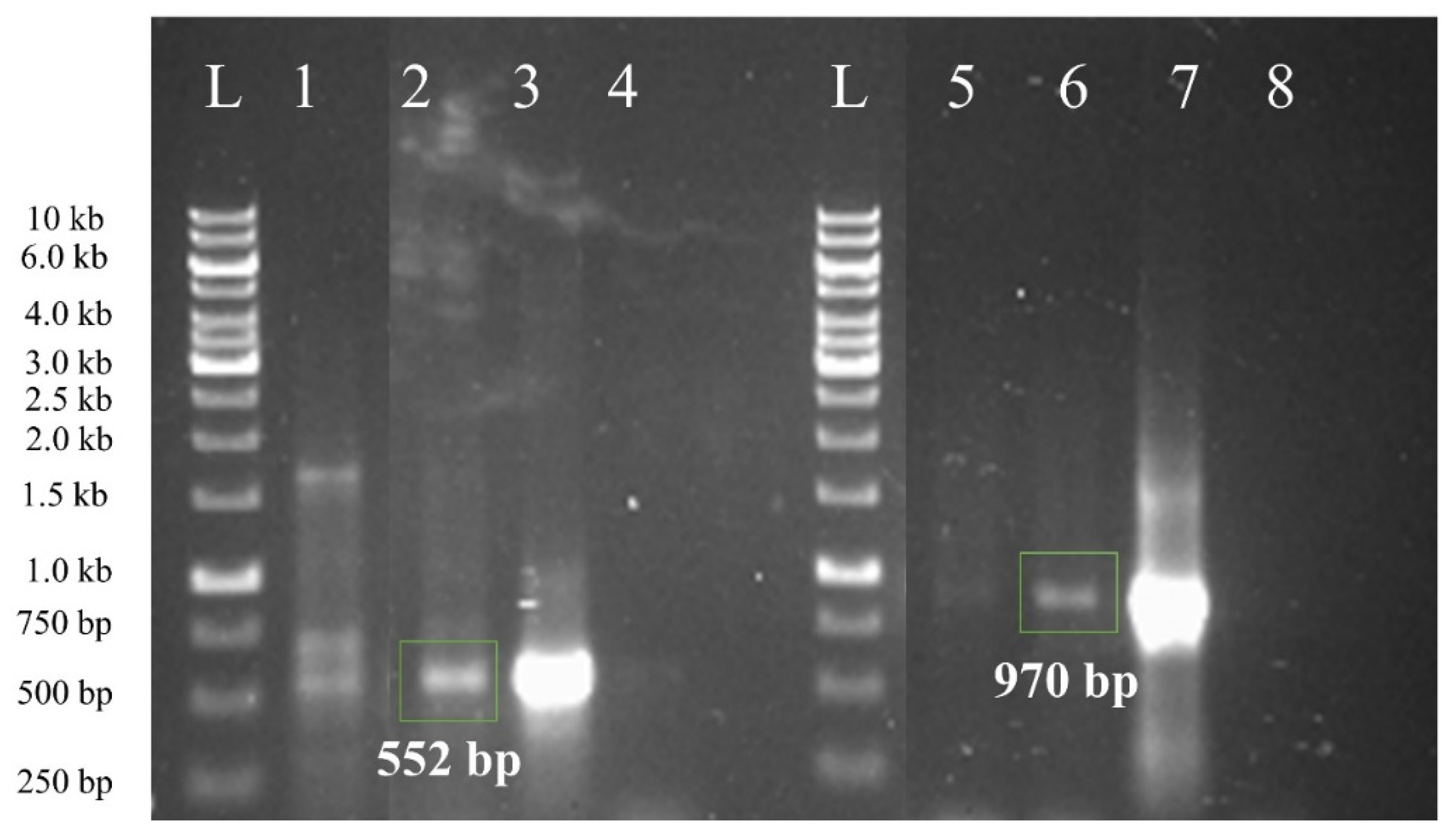 Plants 10 00869 g004 Plants 10 00869 g004