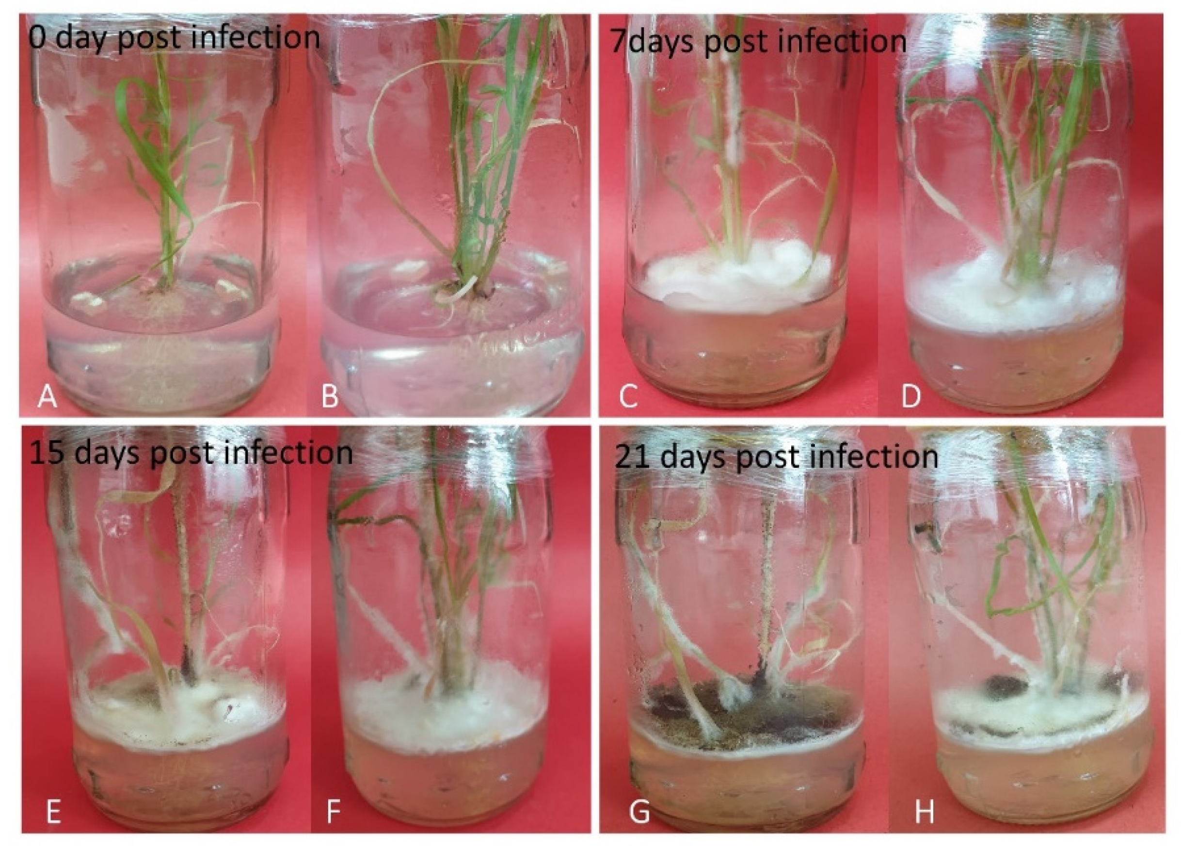 Plants 10 00869 g006 Plants 10 00869 g006