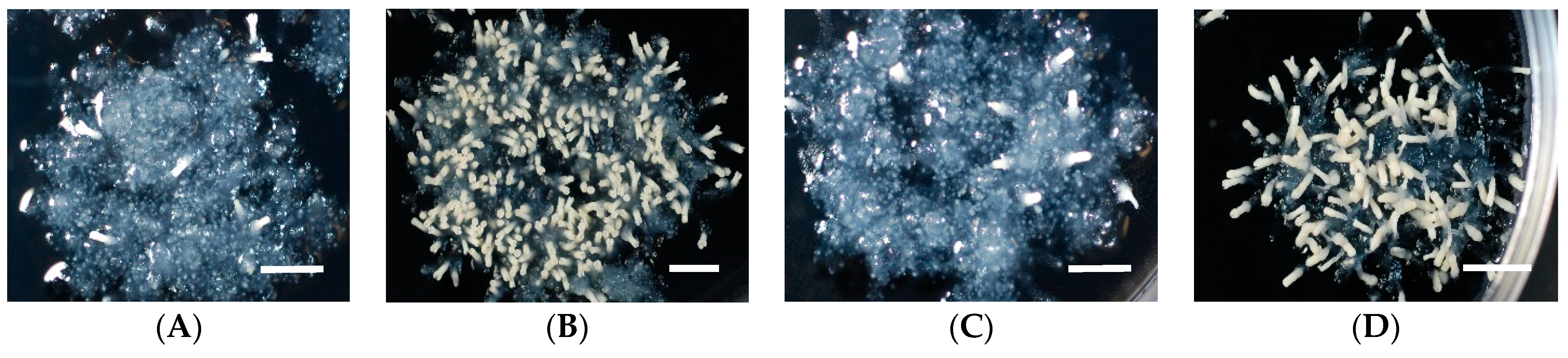 Plants 10 00874 g001