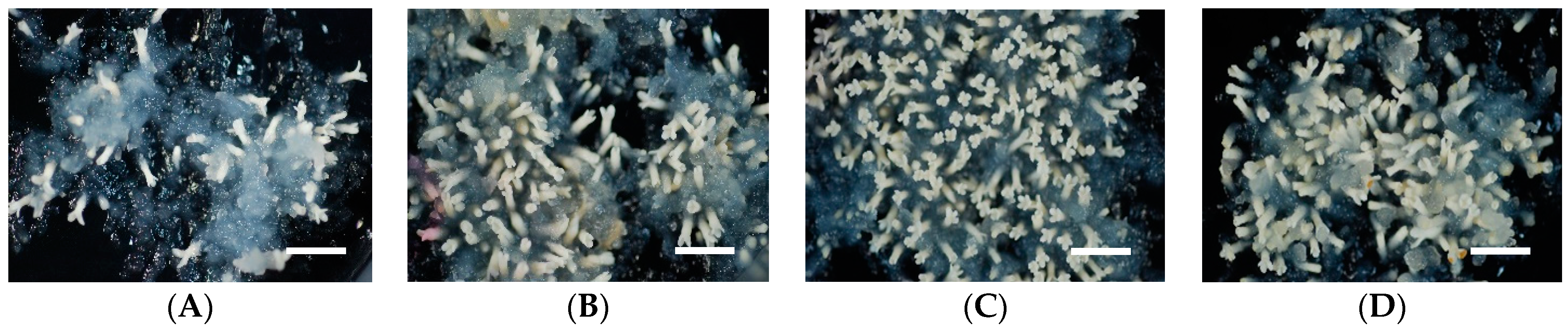 Plants 10 00874 g003