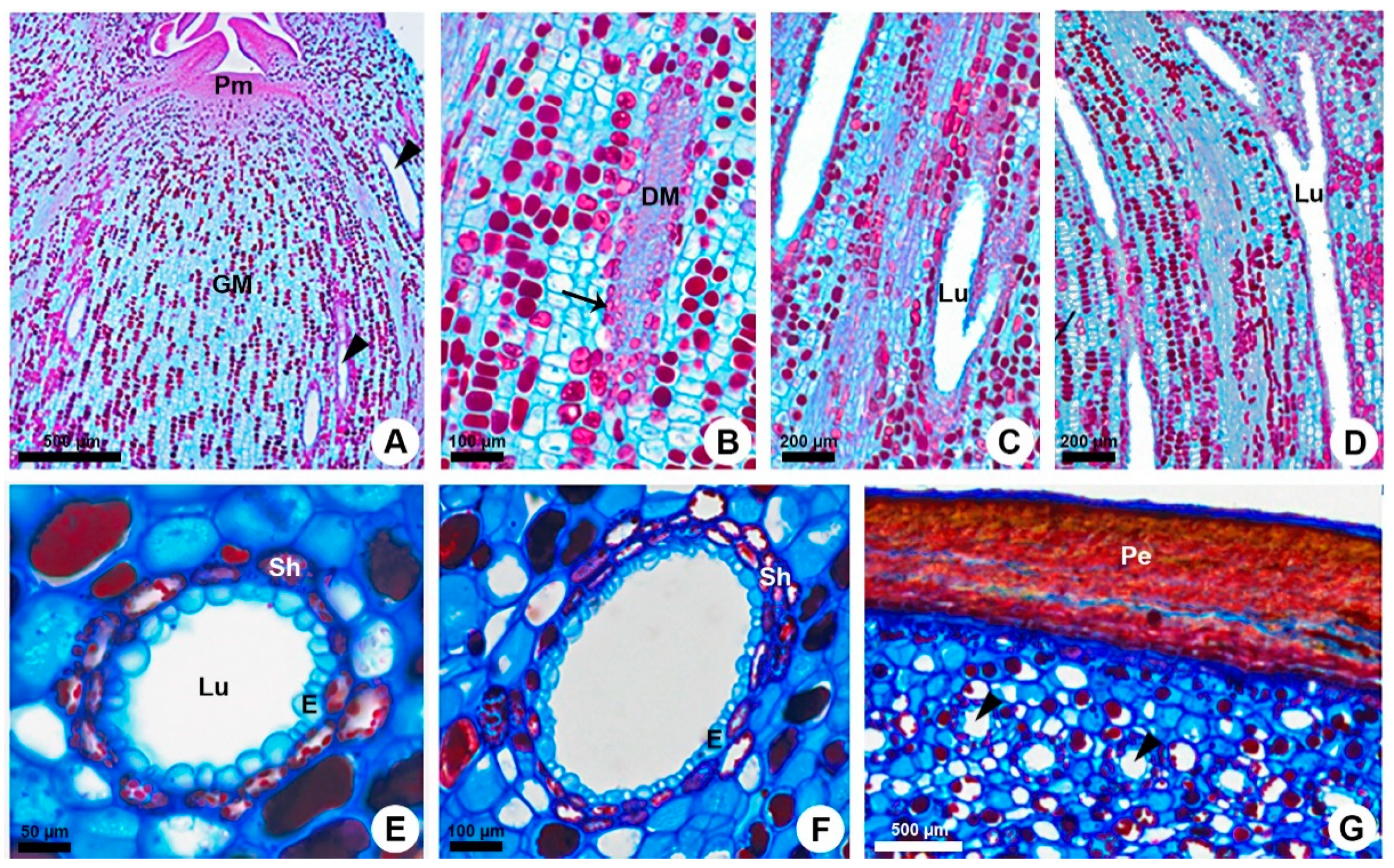 Plants 10 00877 g001