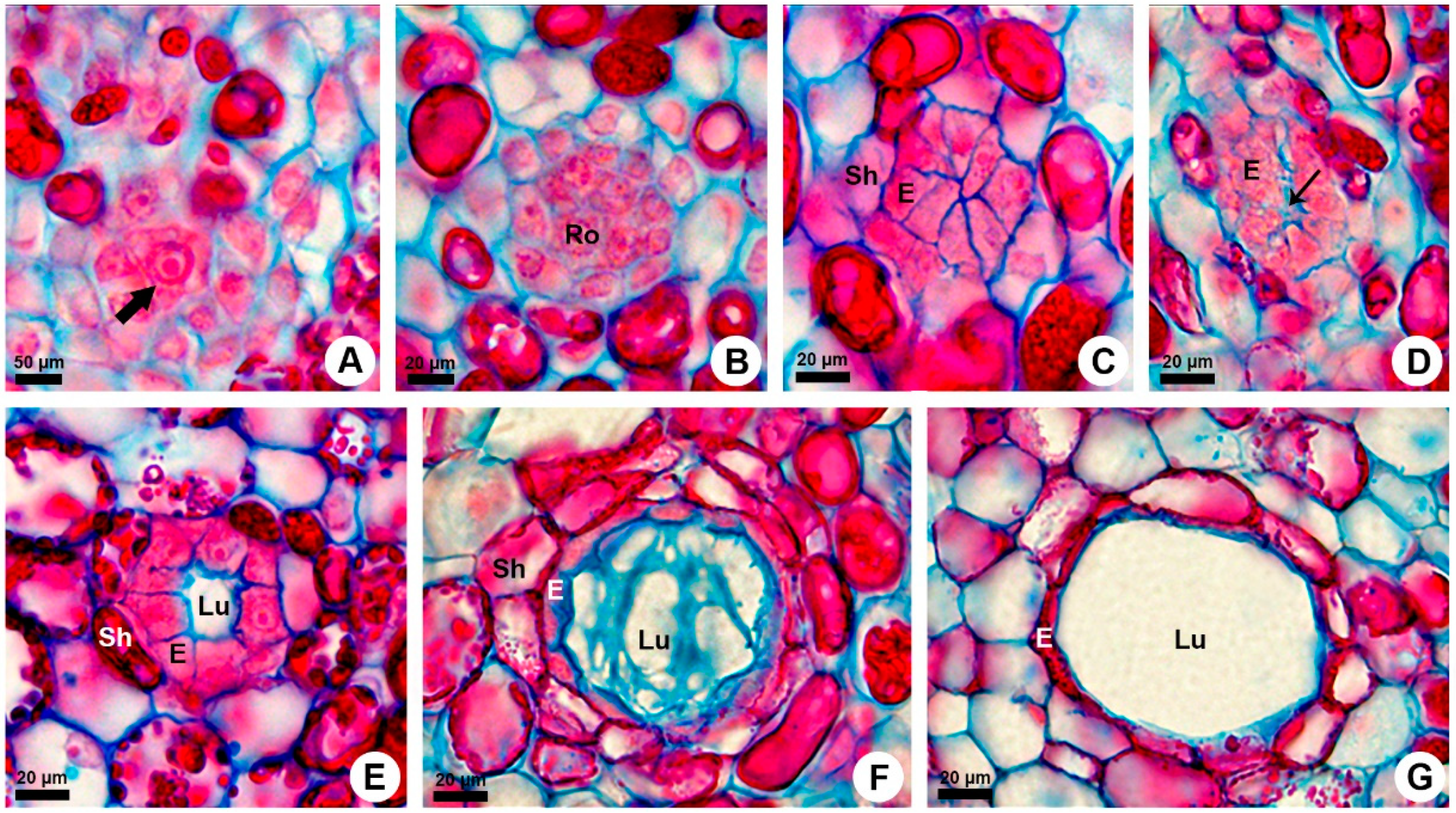 Plants 10 00877 g002