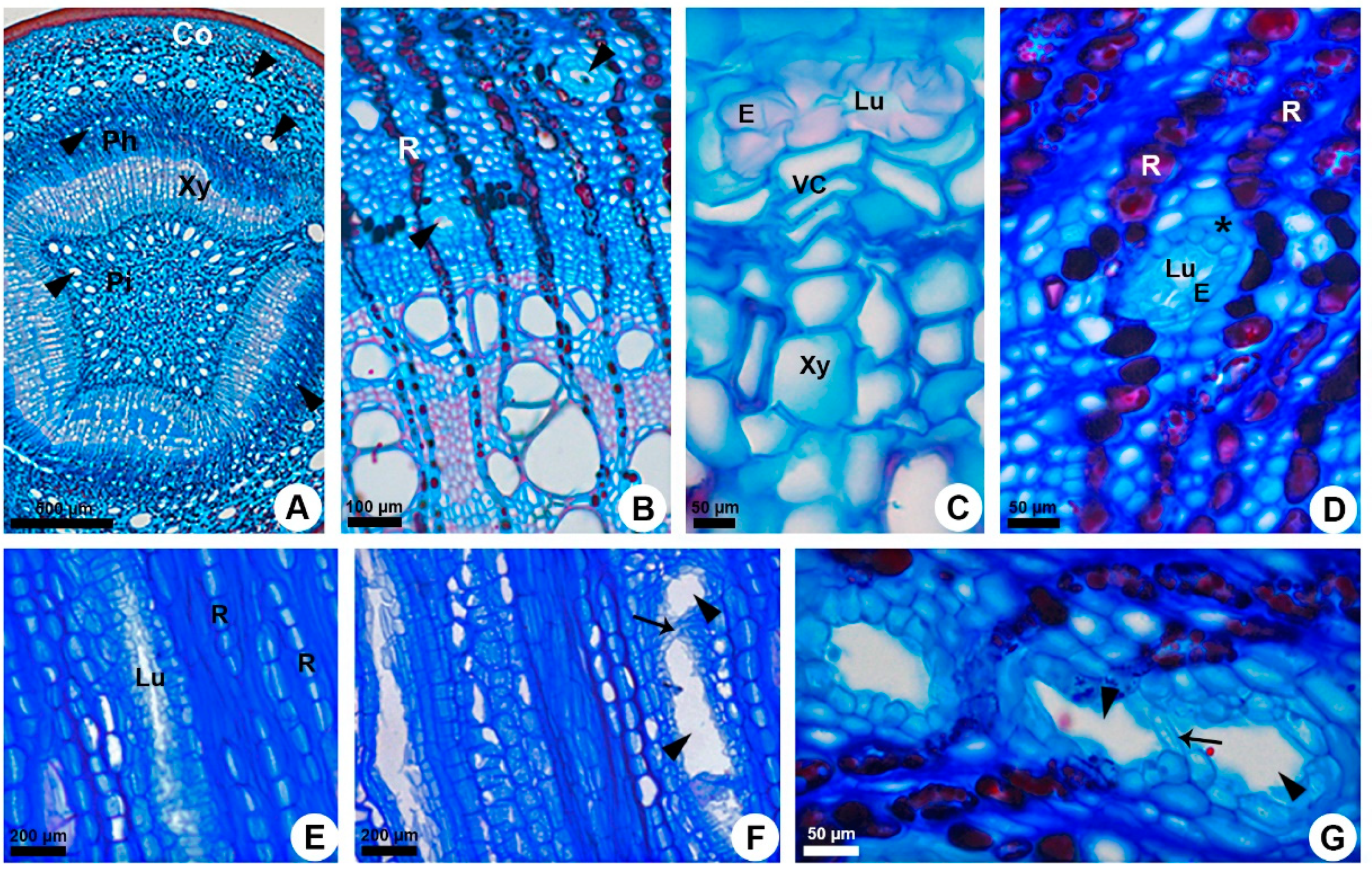 Plants 10 00877 g003