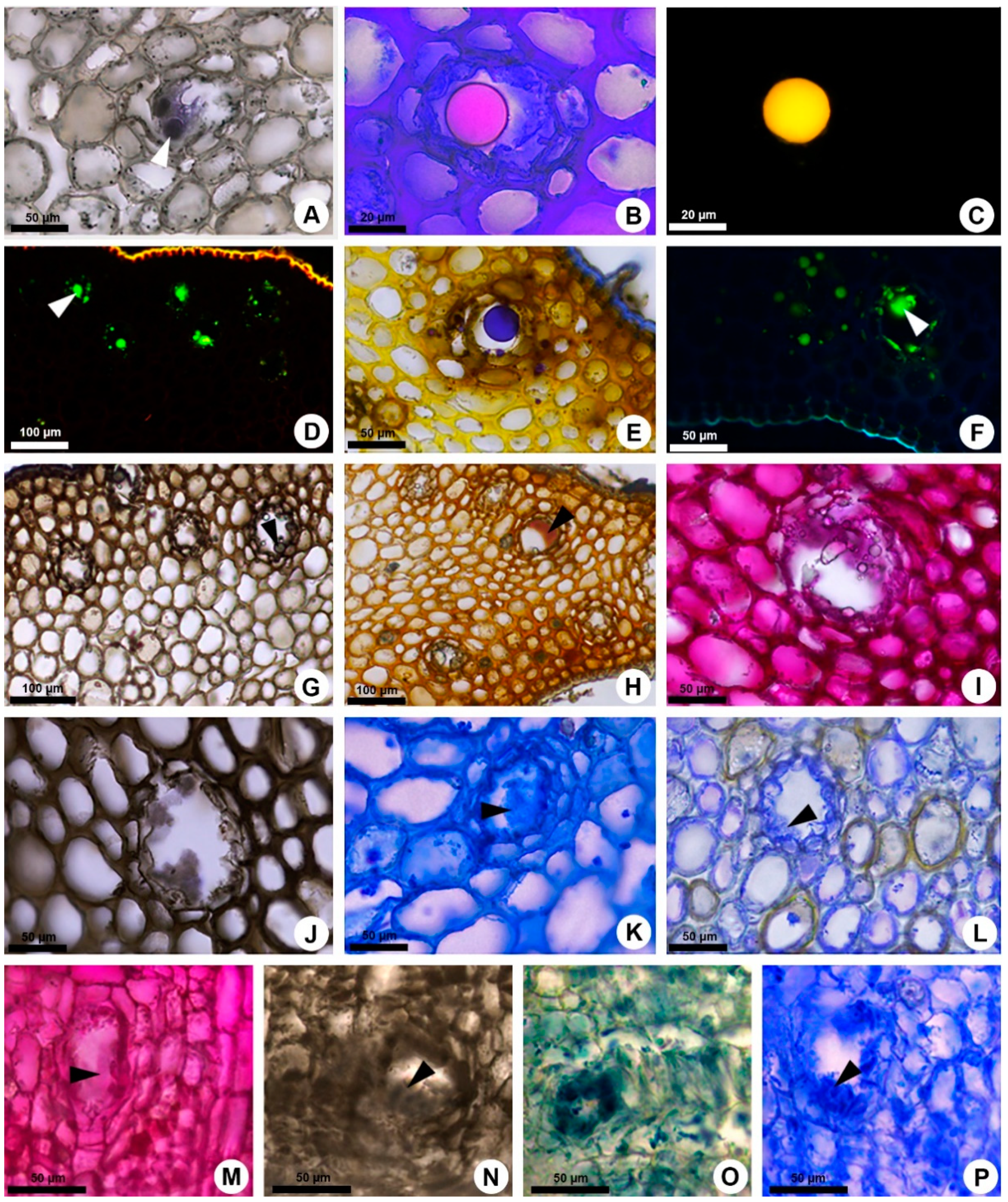 Plants 10 00877 g004