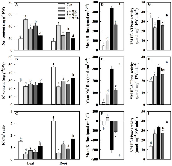 Plants Free Full Text Beneficial Effects Of Exogenous Melatonin On Overcoming Salt Stress In Sugar Beets Beta Vulgaris L Html