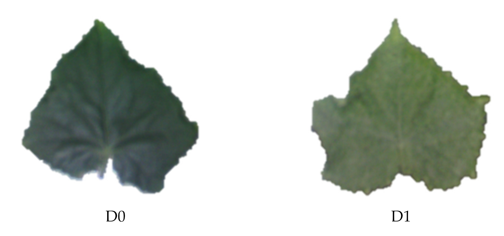 Plants 10 00898 g004a Plants 10 00898 g004a