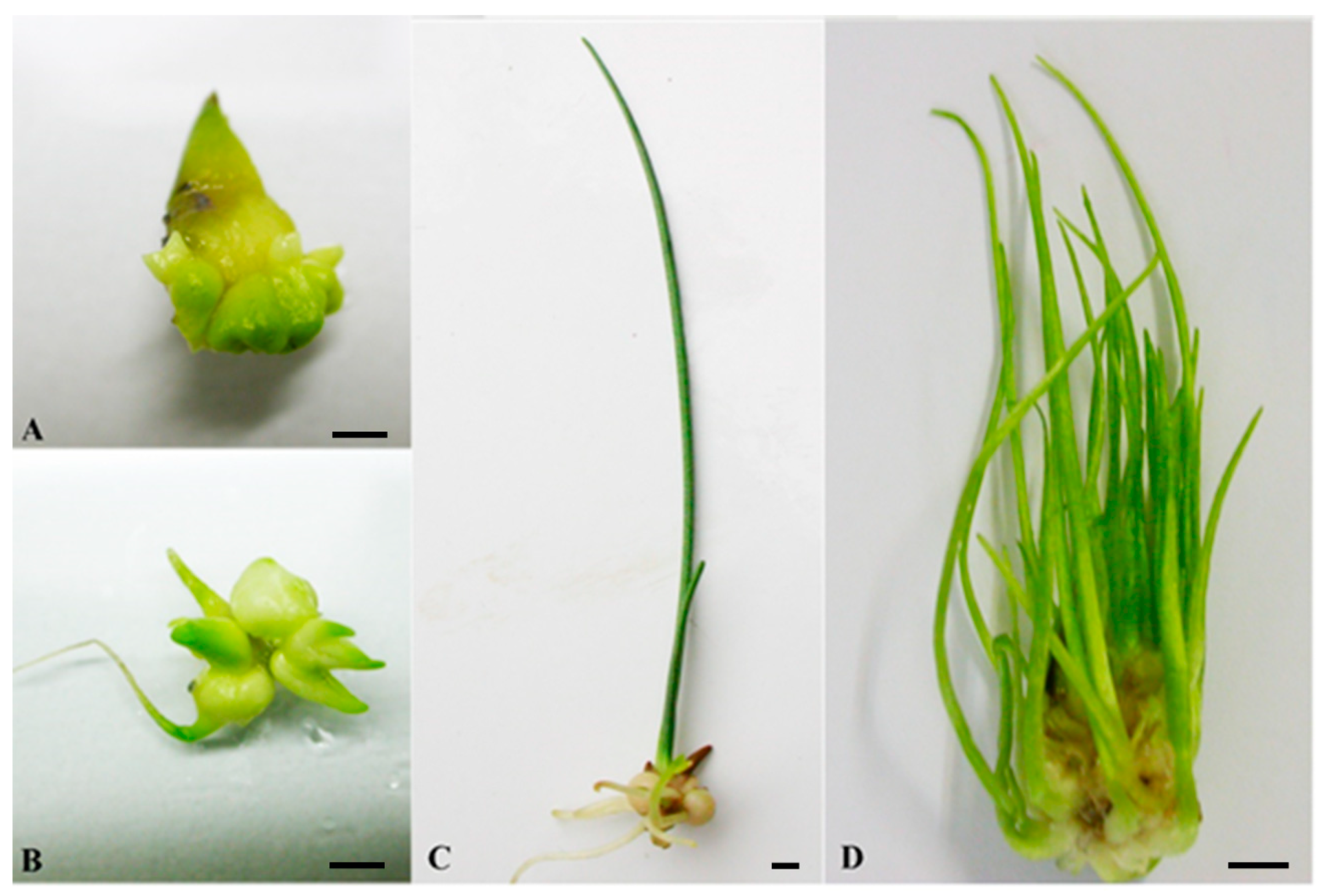 Plants 10 00902 g001 Plants 10 00902 g001