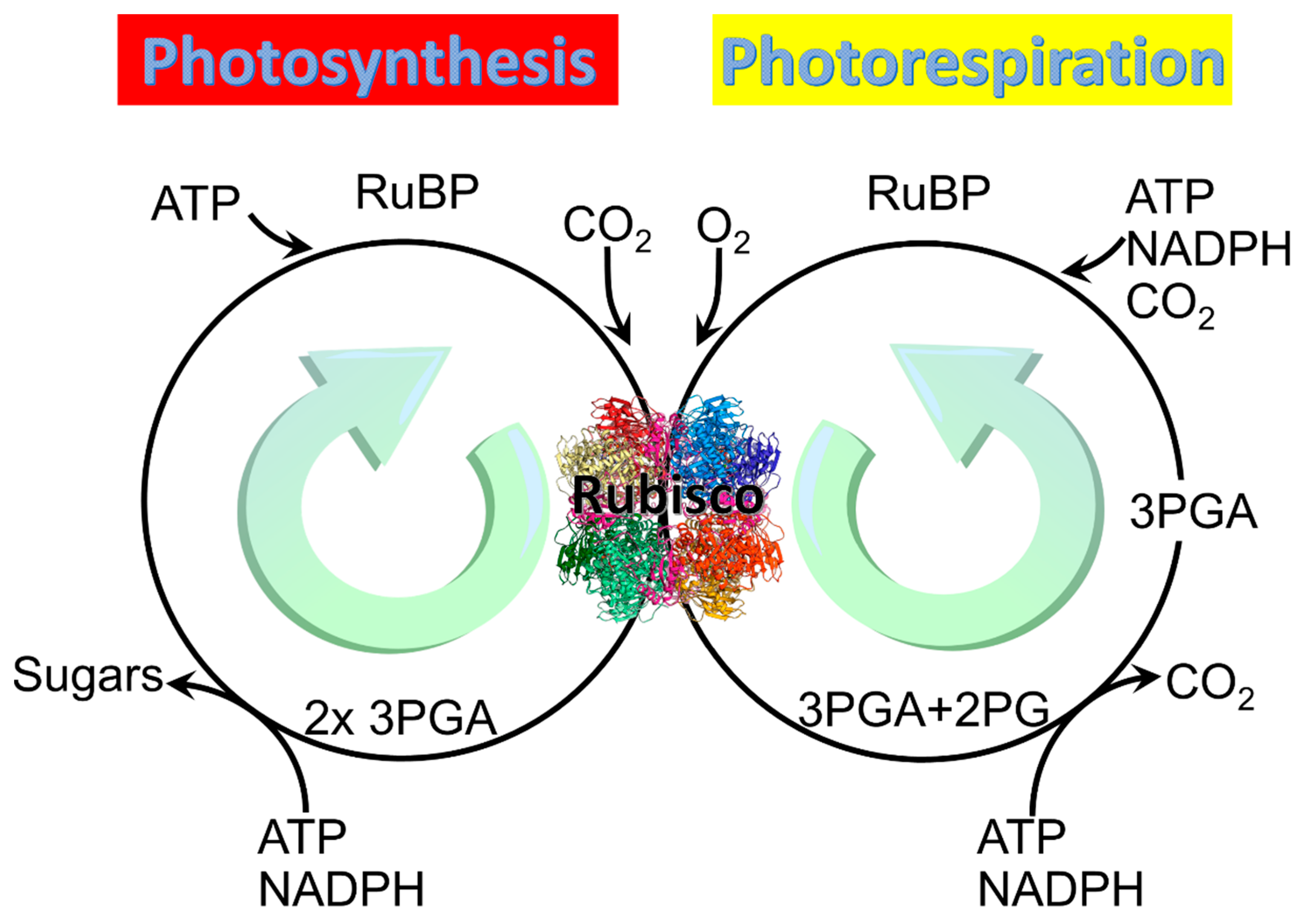 Photorespiration equation