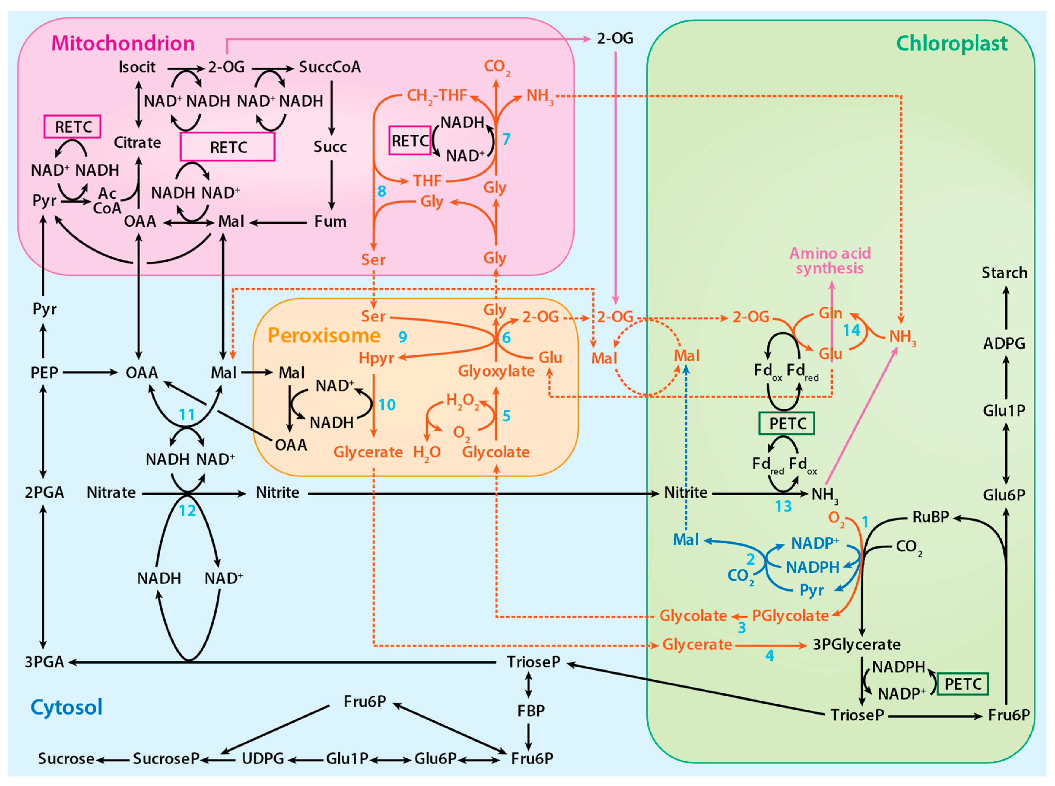 Plants 10 00908 g002 Plants 10 00908 g002