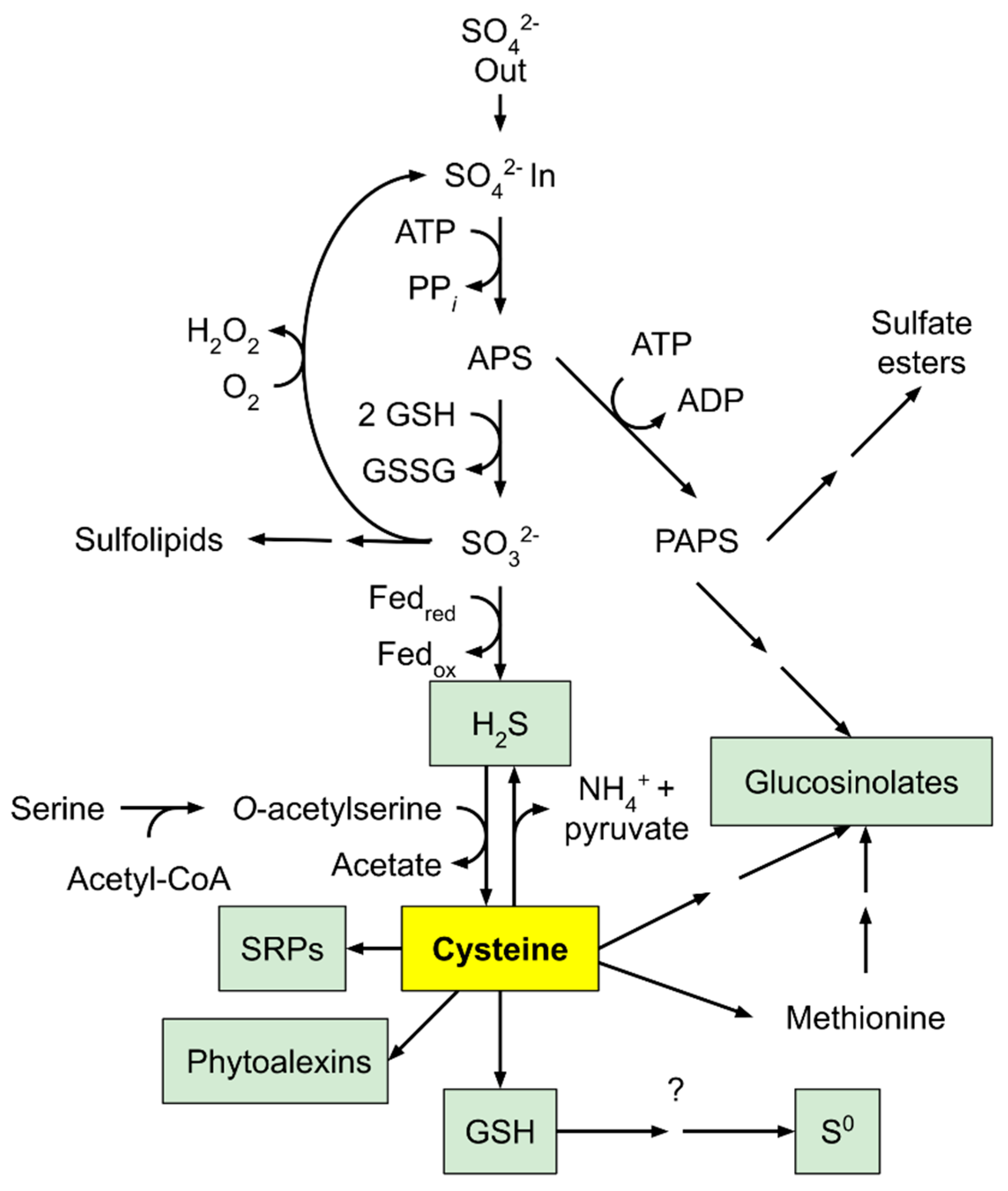 Plants 10 00908 g006 Plants 10 00908 g006