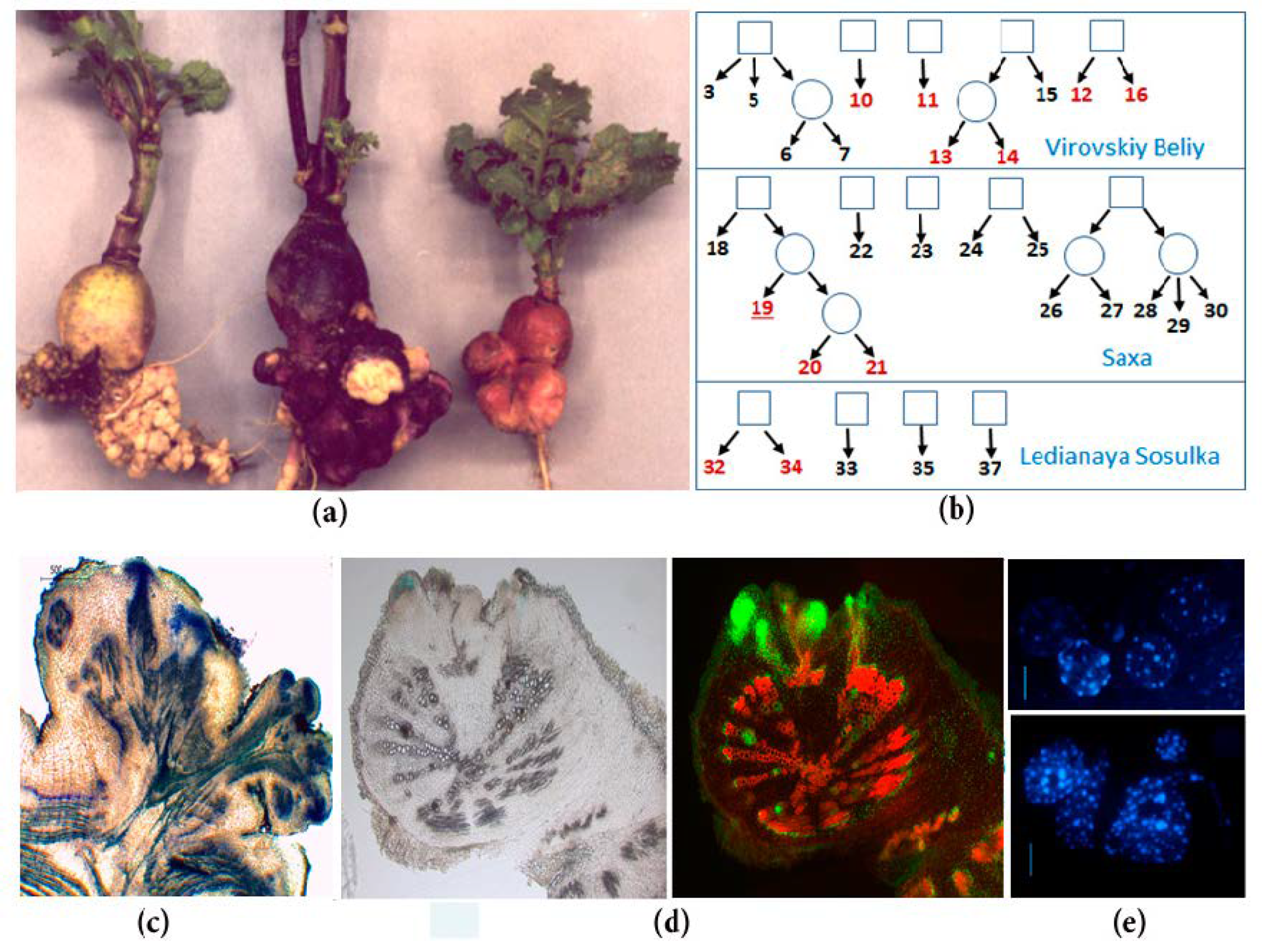 Plants 10 00919 g001