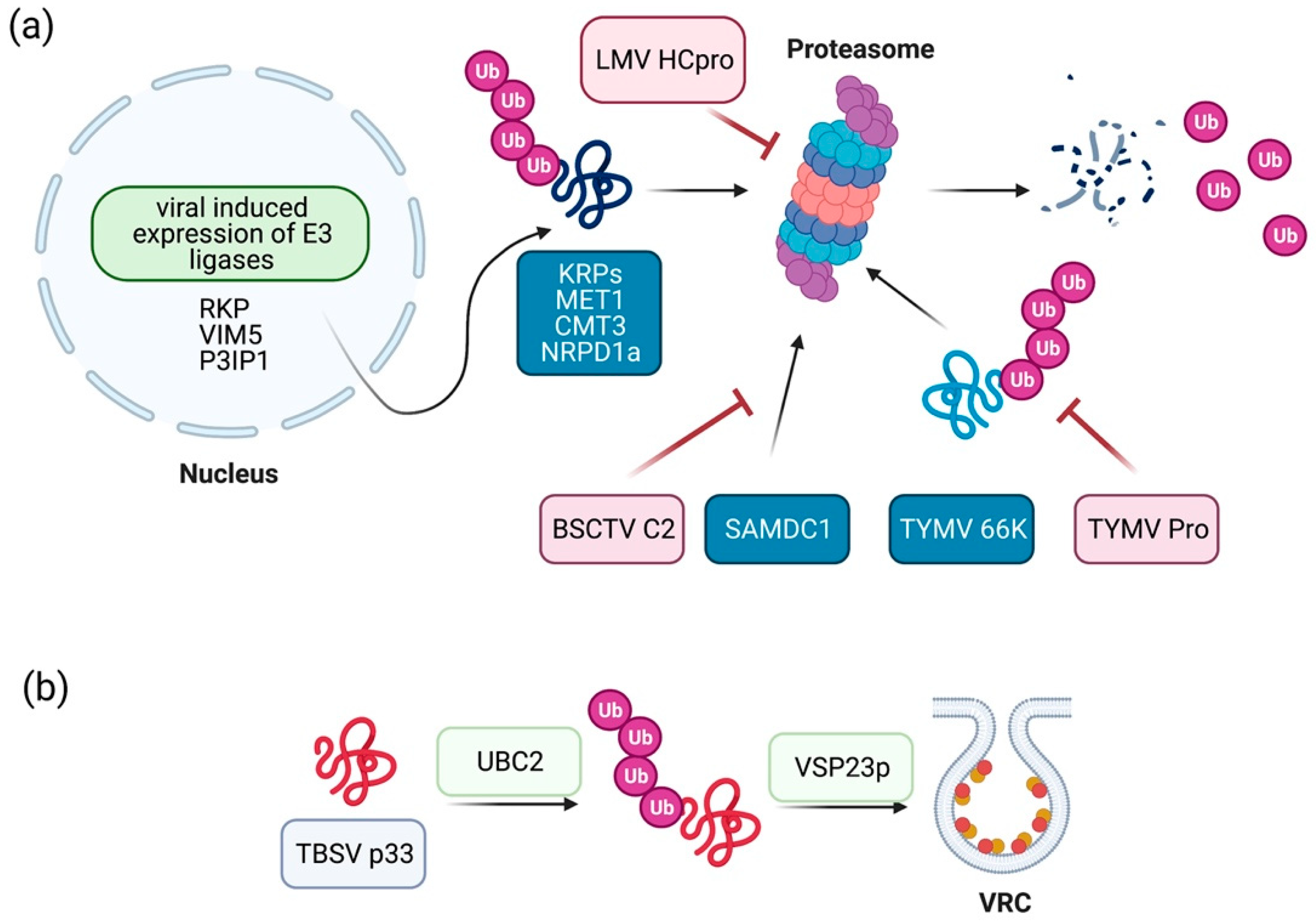 Plants 10 00928 g001