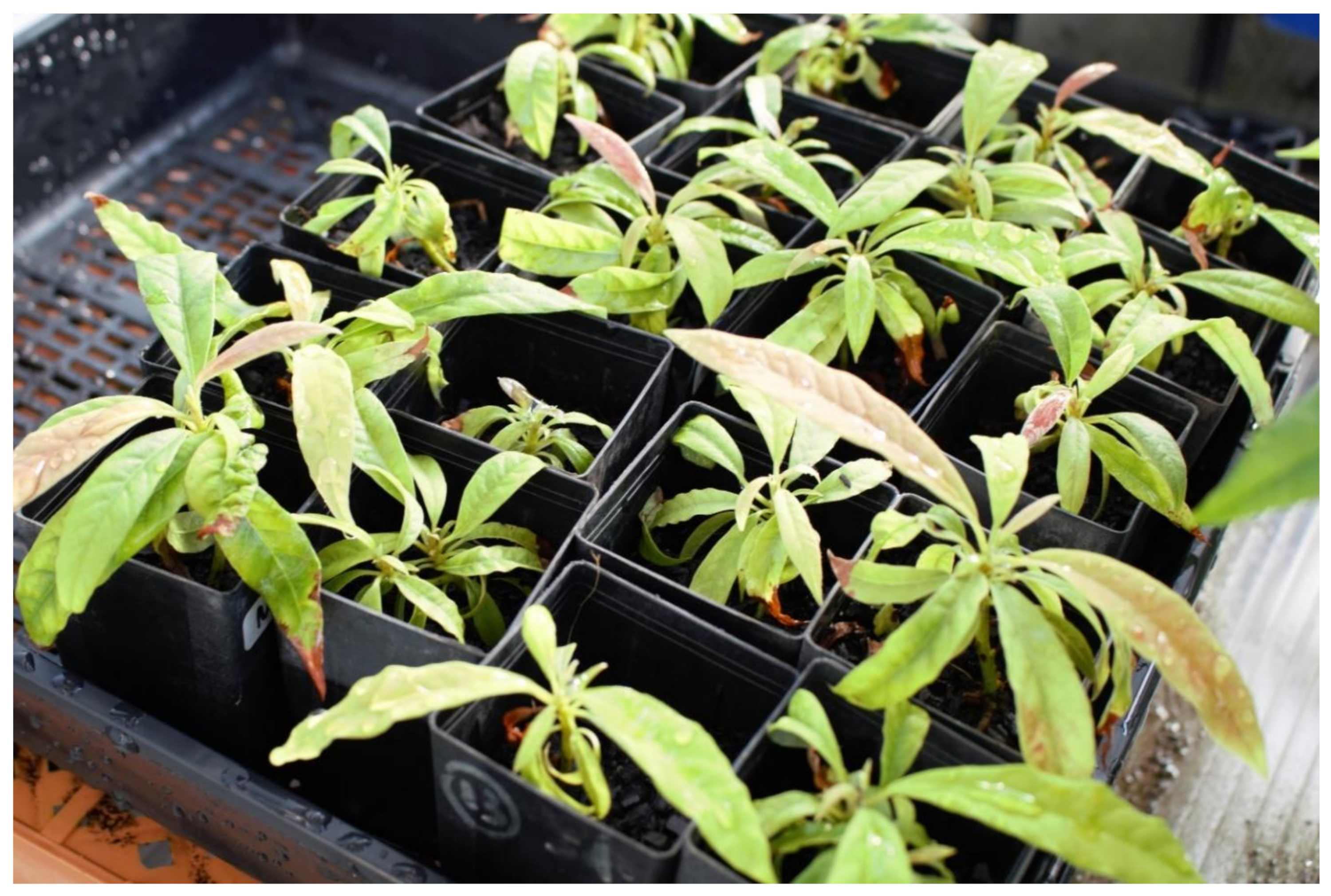 Plants 10 00934 g002