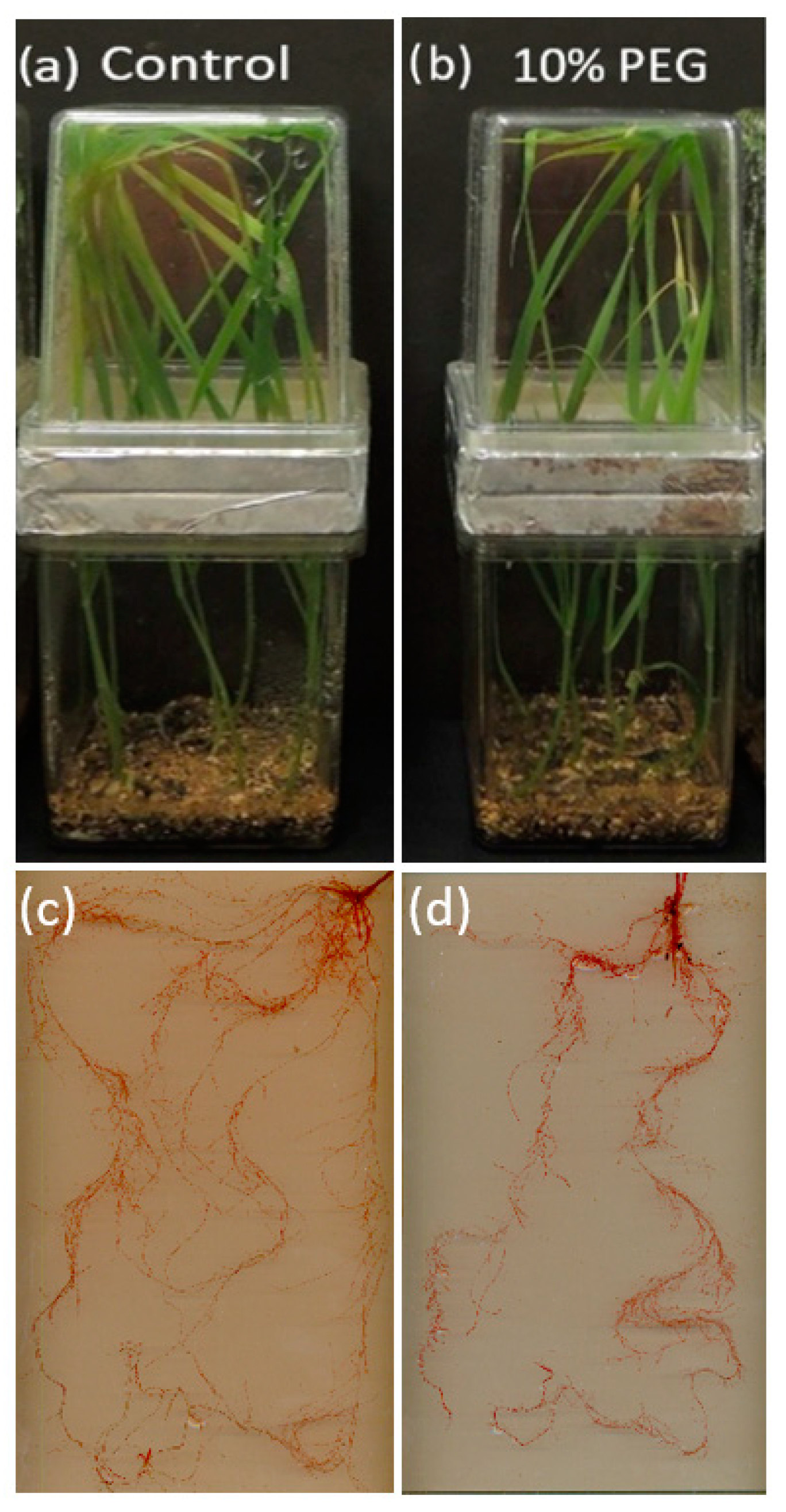 Plants 10 00939 g001 Plants 10 00939 g001