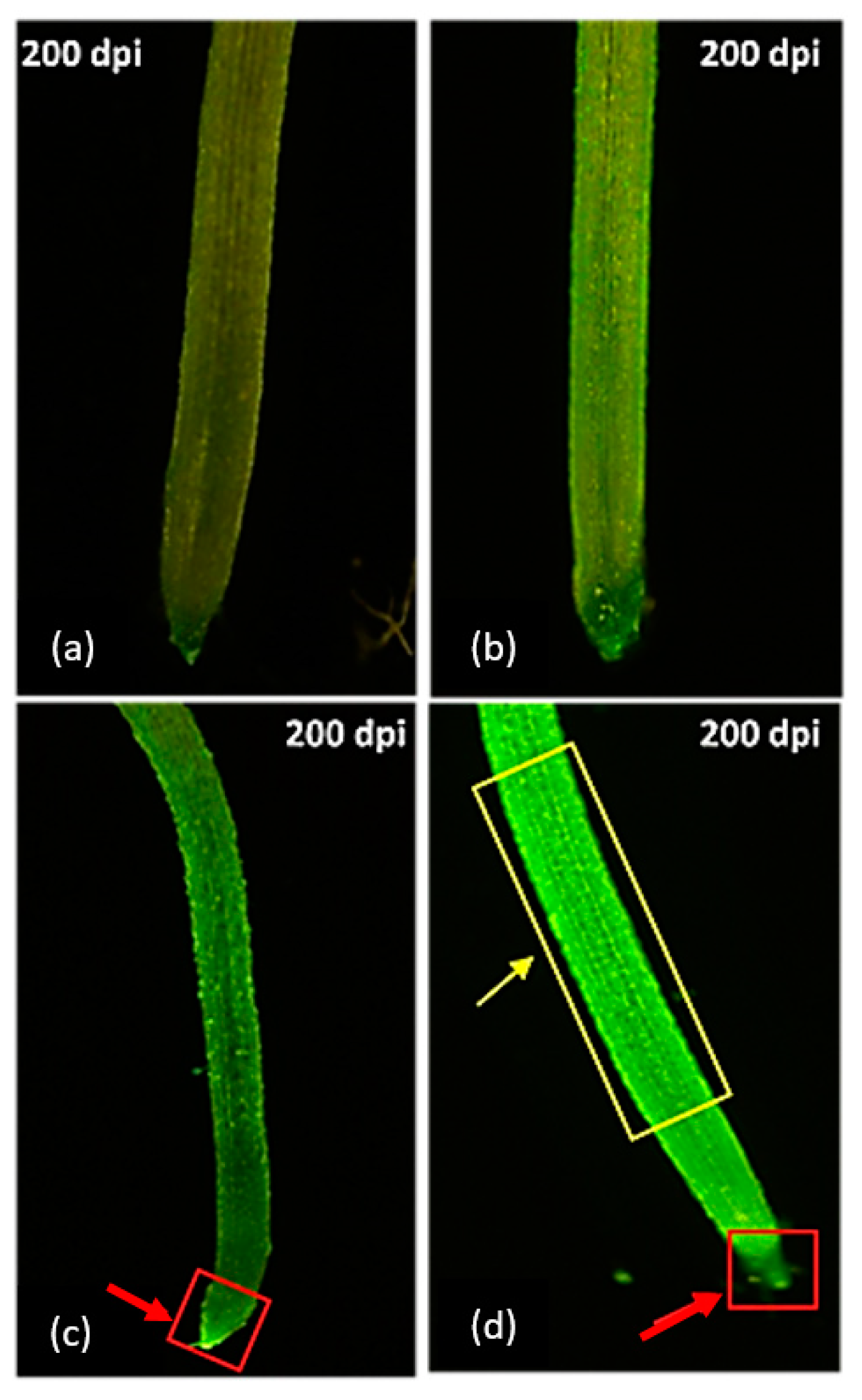 Plants 10 00939 g004 Plants 10 00939 g004