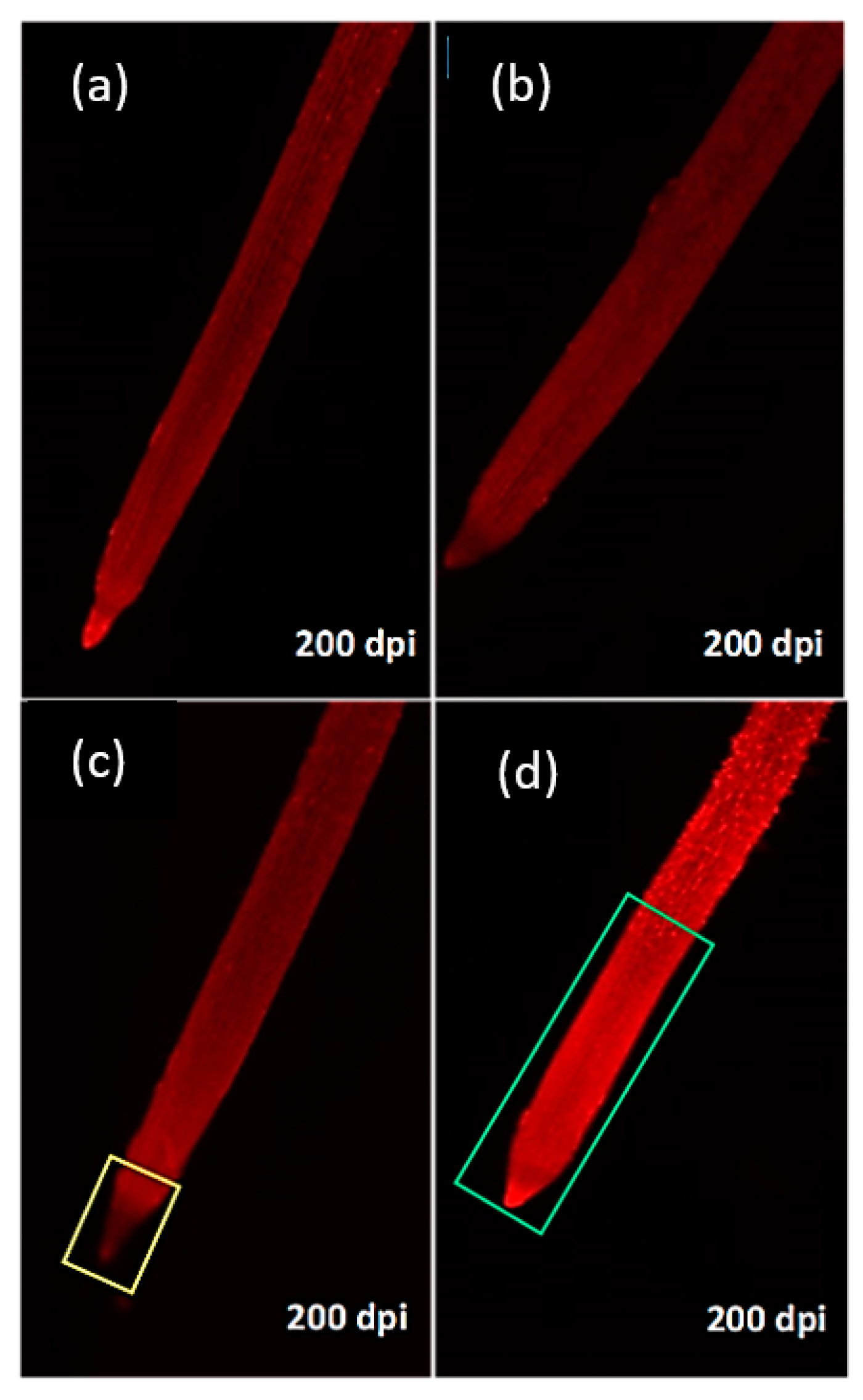 Plants 10 00939 g005 Plants 10 00939 g005