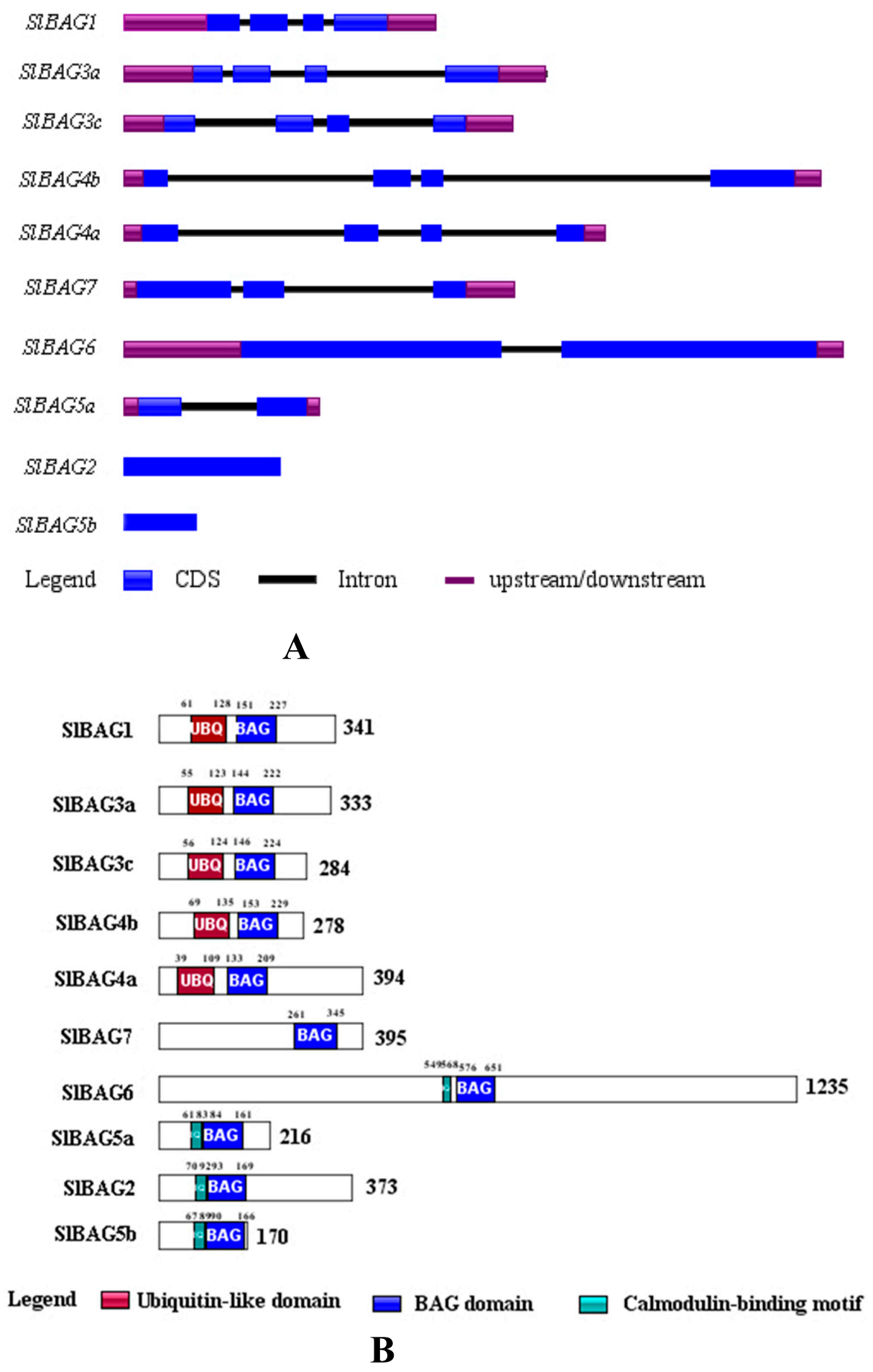 BAG4/SODD Protein Contains a Short BAG Domain - ScienceDirect