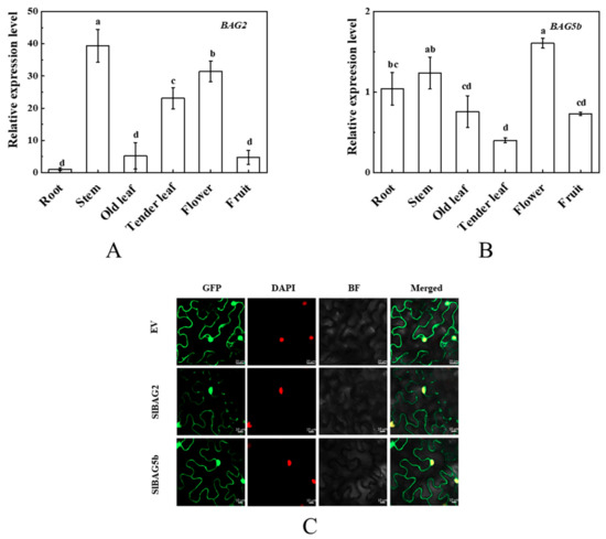 Characterization of SlBAG Genes from Solanum lycopersicum and Its