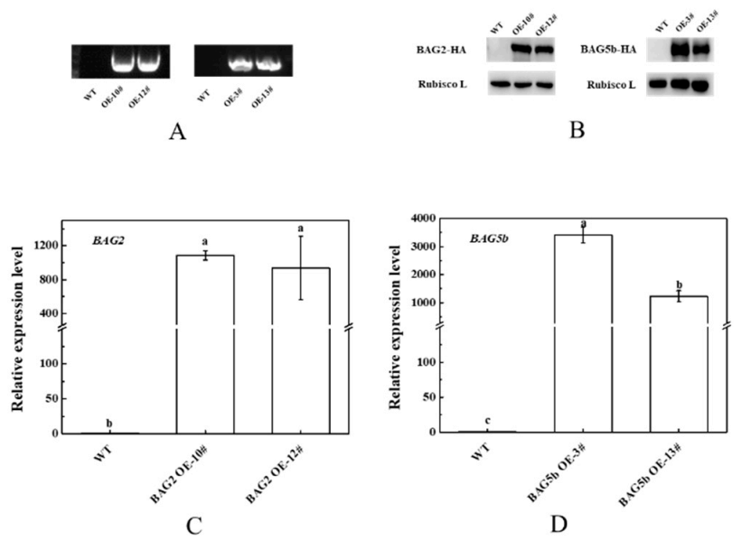 Plants 10 00947 g008 Plants 10 00947 g008