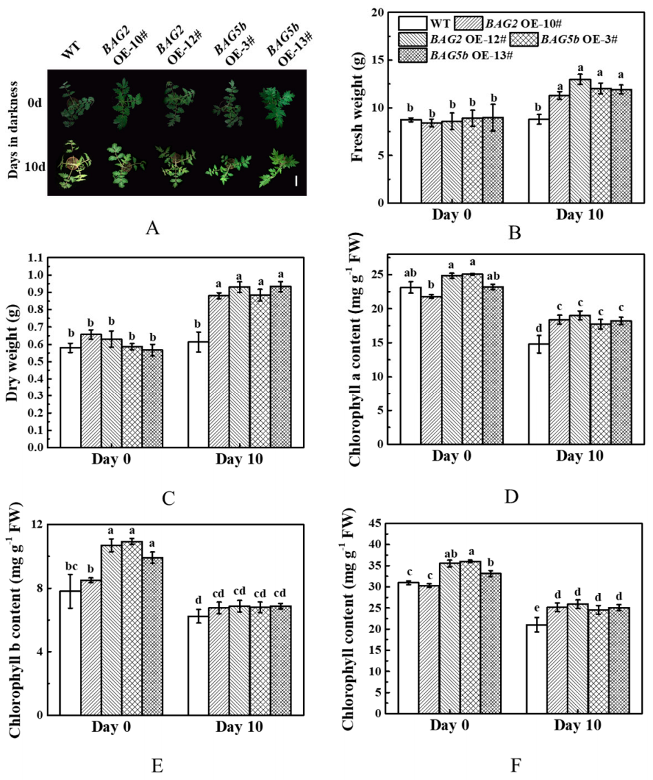 Plants 10 00947 g009 Plants 10 00947 g009