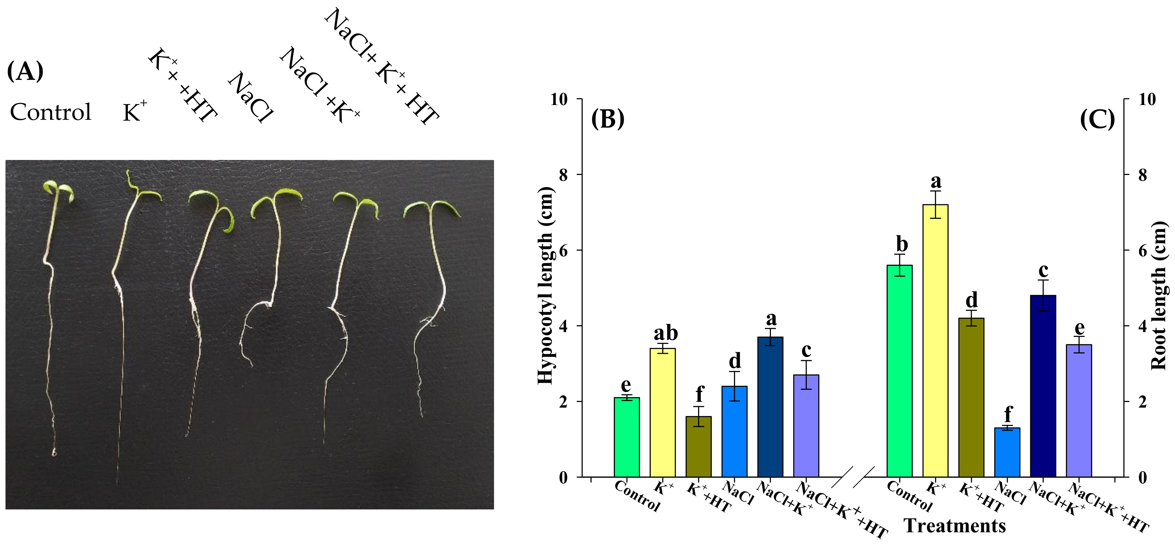 Plants 10 00948 g001