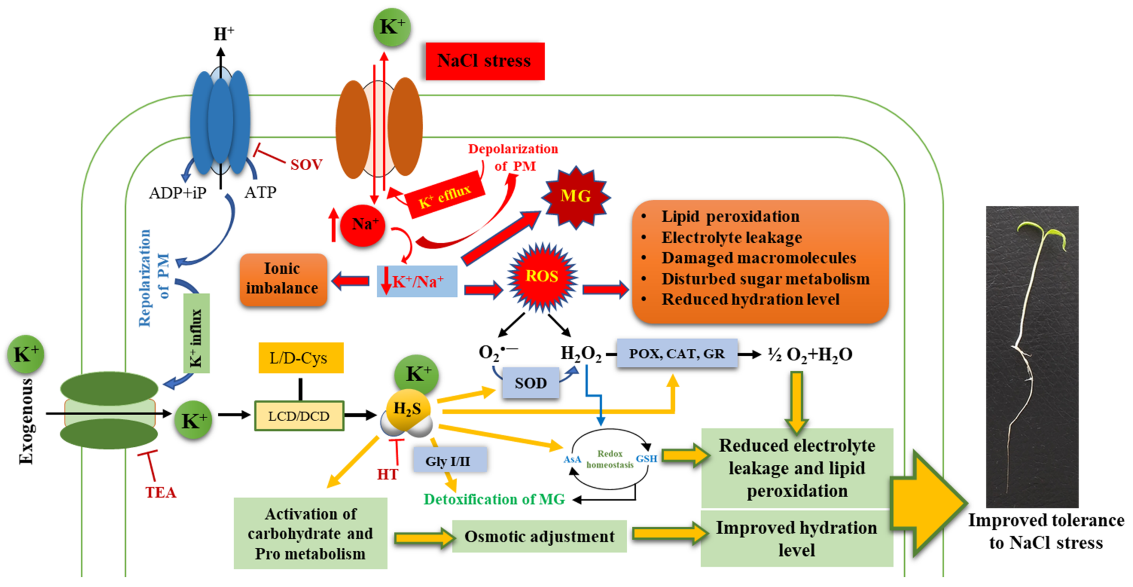 Plants 10 00948 g011