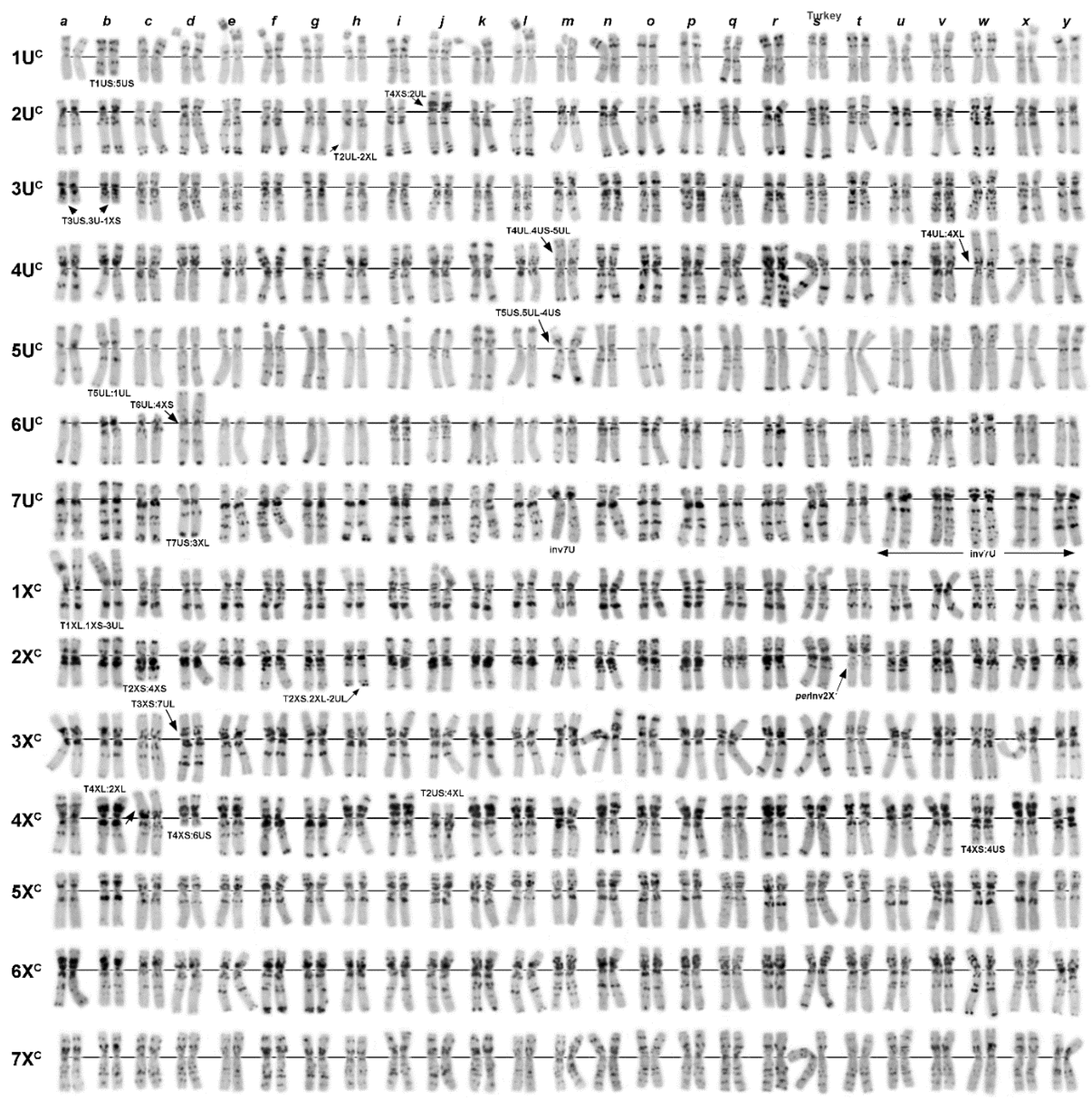 Plants Free Full Text Chromosome And Molecular Analyses Reveal Significant Karyotype Diversity And Provide New Evidence On The Origin Of Aegilops Columnaris Html