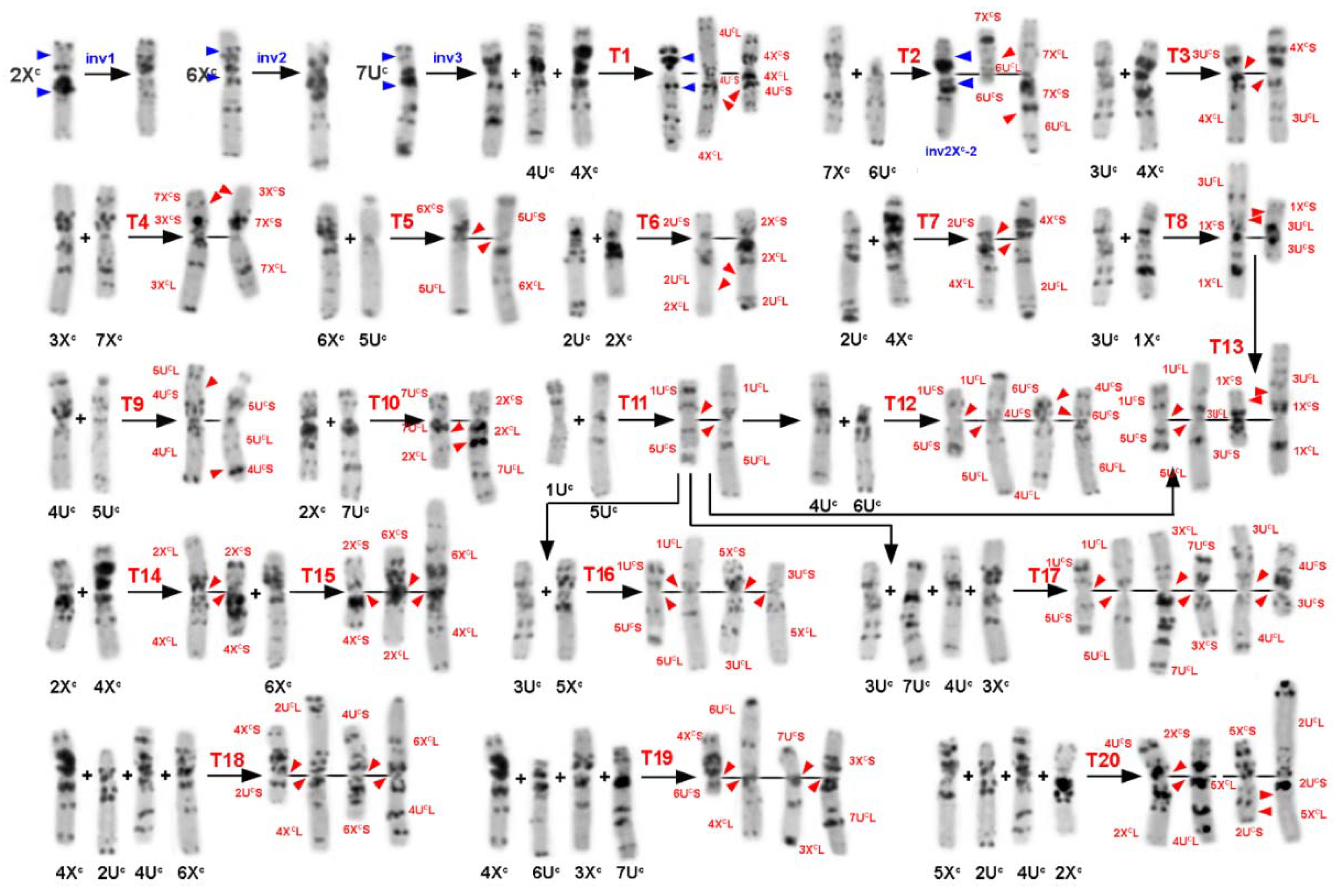 Plants 10 00956 g005 Plants 10 00956 g005