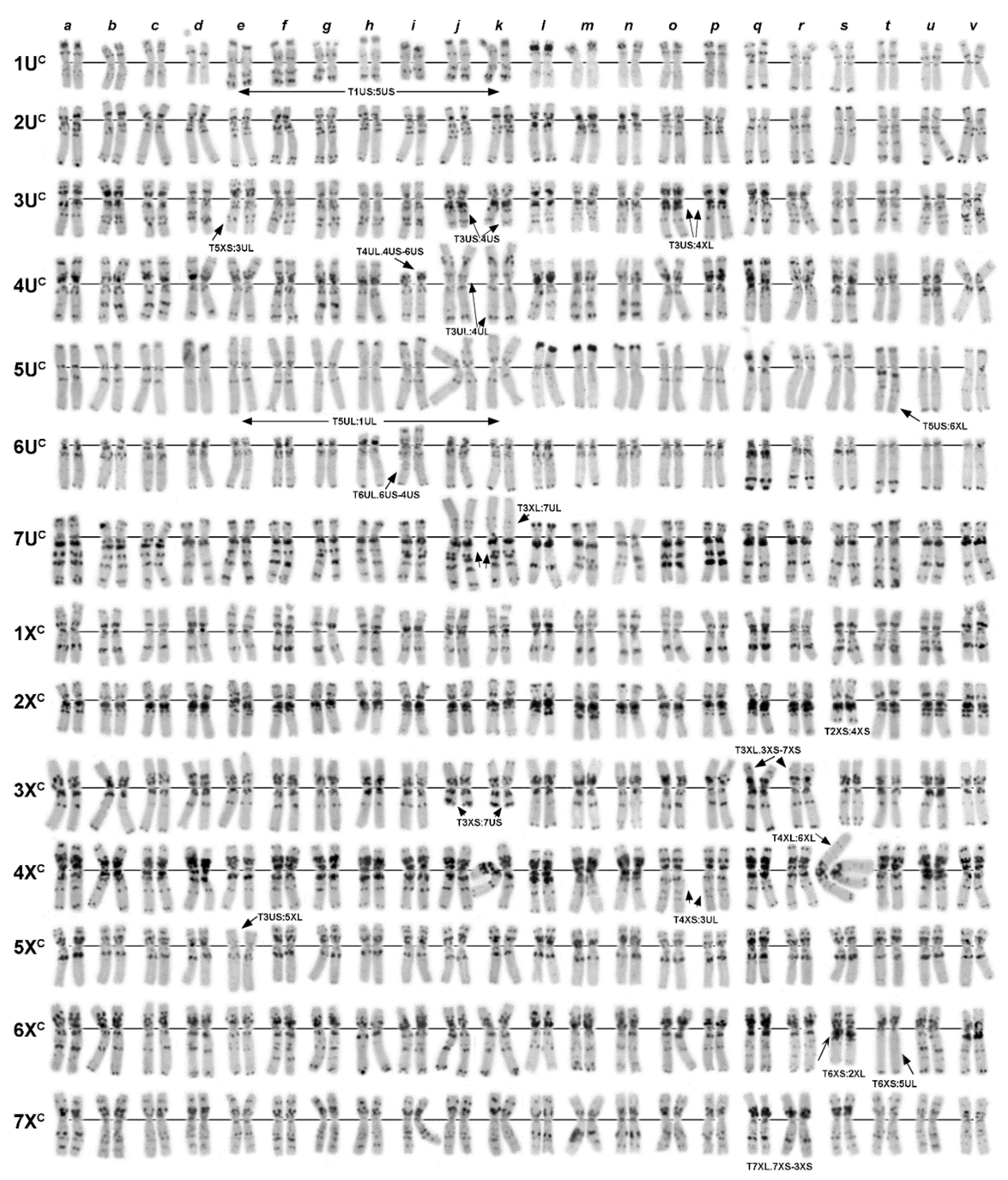 Plants Free Full Text Chromosome And Molecular Analyses Reveal Significant Karyotype Diversity And Provide New Evidence On The Origin Of Aegilops Columnaris Html