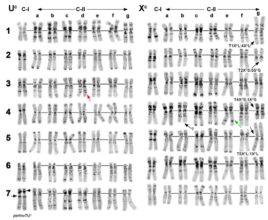 Plants Free Full Text Chromosome And Molecular Analyses Reveal Significant Karyotype Diversity And Provide New Evidence On The Origin Of Aegilops Columnaris Html