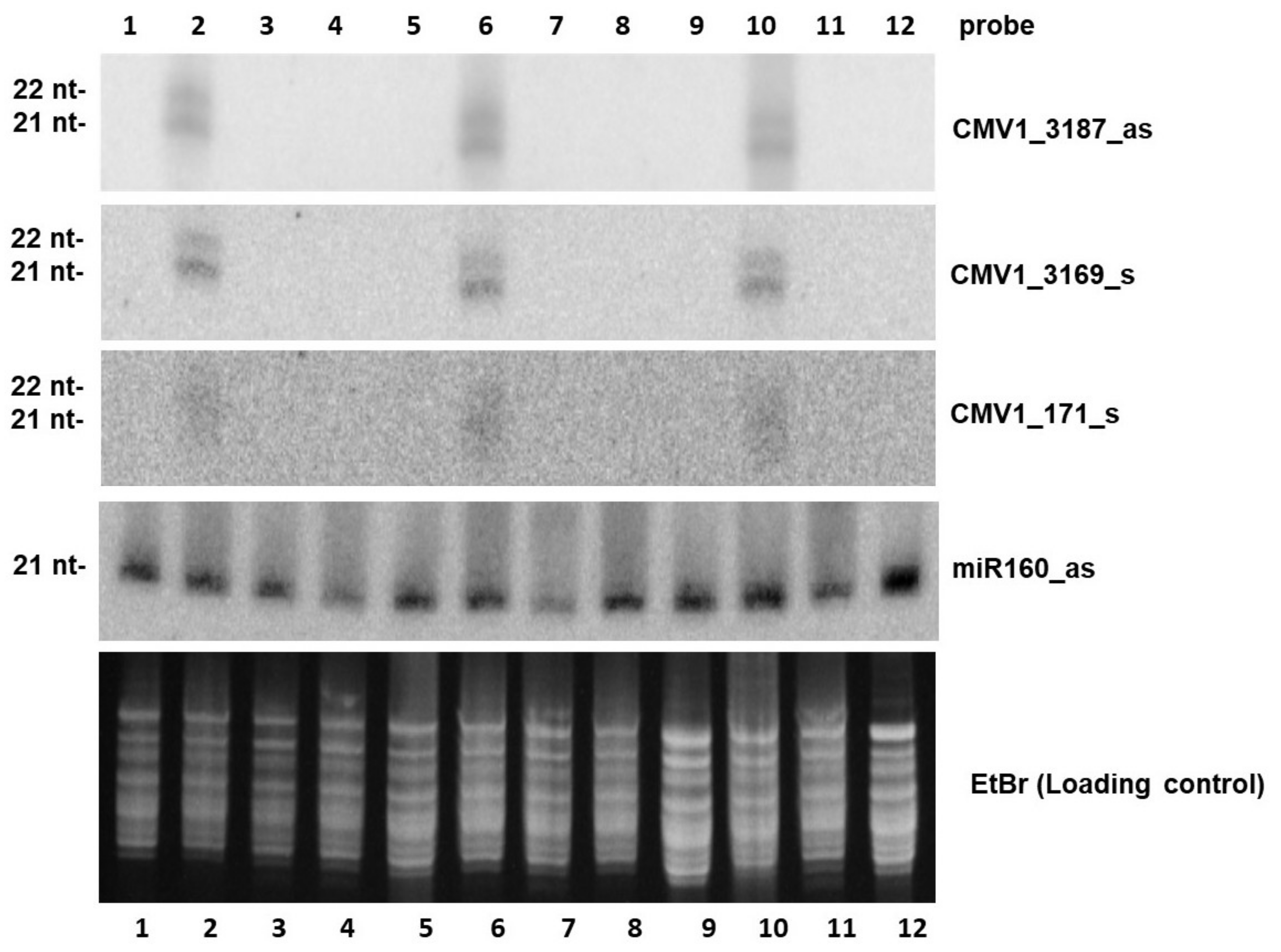 Plants Free Full Text Topical Application Of Double Stranded Rna Targeting 2b And Cp Genes Of Cucumber Mosaic Virus Protects Plants Against Local And Systemic Viral Infection Html Plants Free Full Text Topical Application Of Double Stranded Rna Targeting 2b And Cp Genes Of Cucumber Mosaic Virus Protects Plants Against Local And Systemic Viral Infection Html