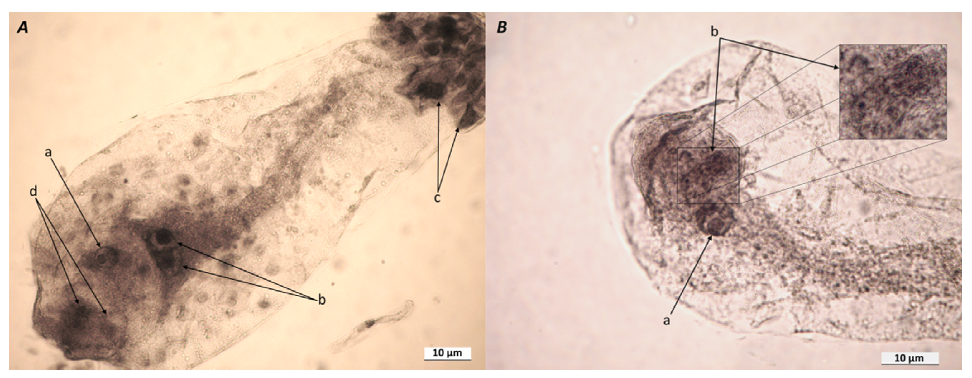 Plants 10 00964 g001