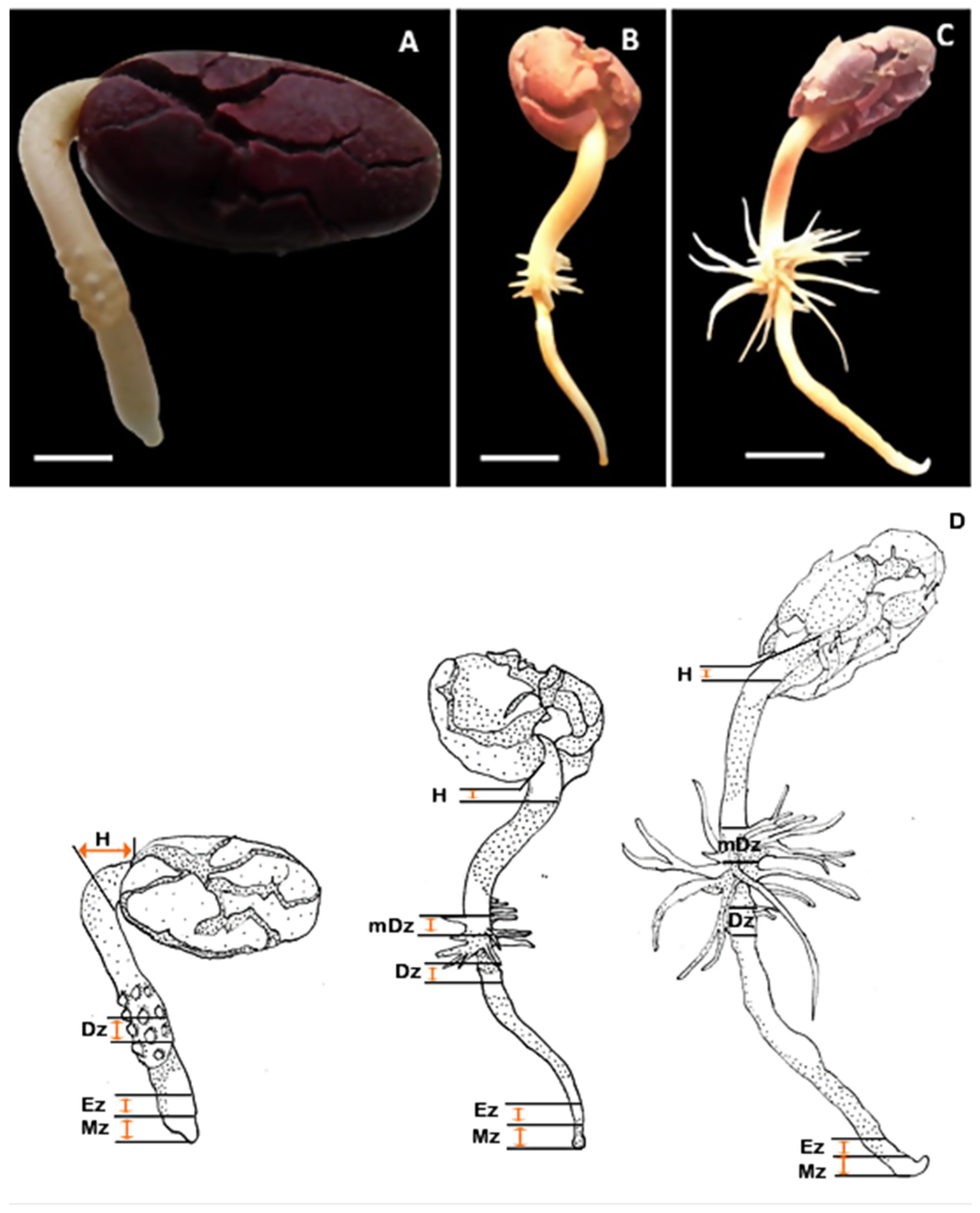 Plants 10 00967 g001