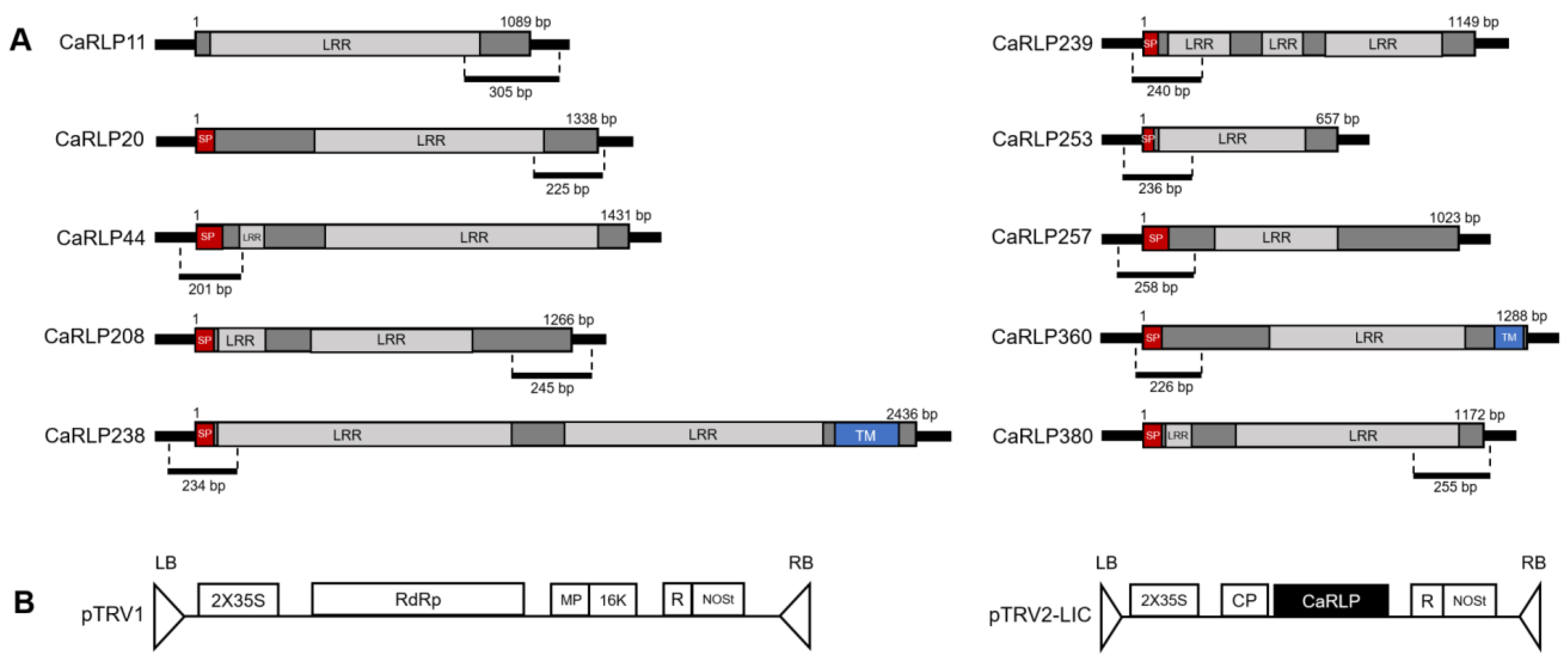Plants 10 00972 g003