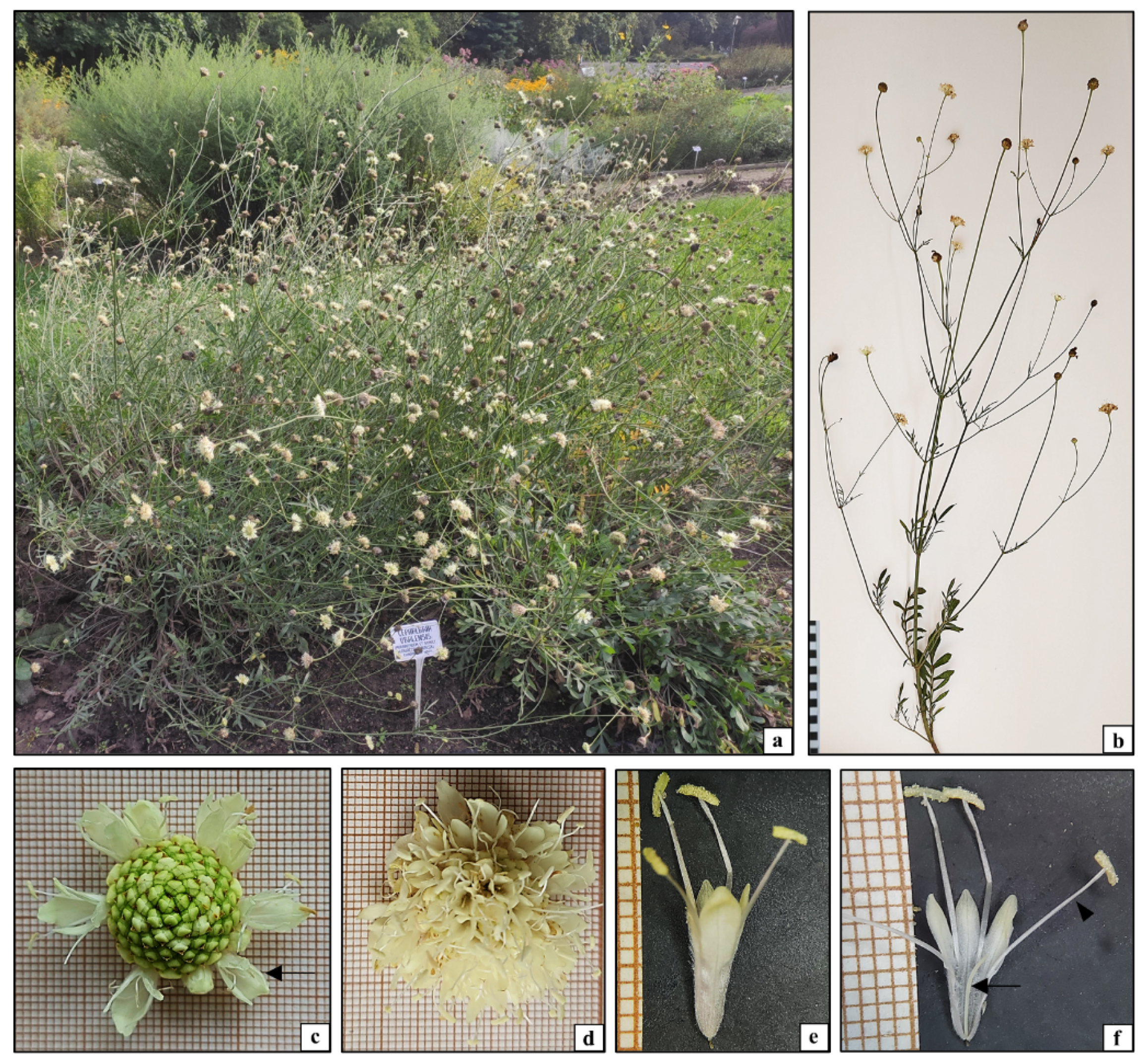 Plants 10 00986 g001