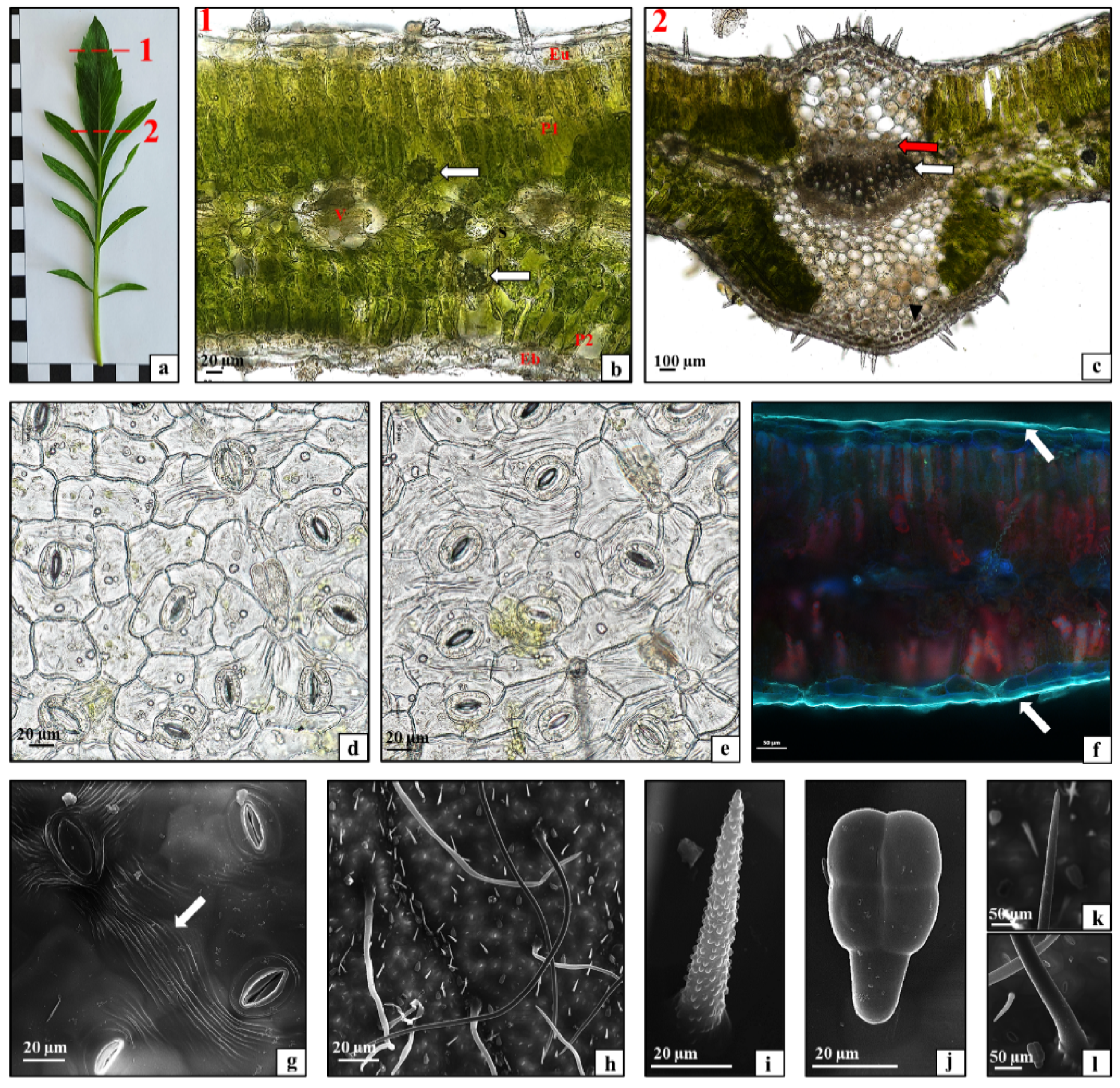 Plants 10 00986 g003