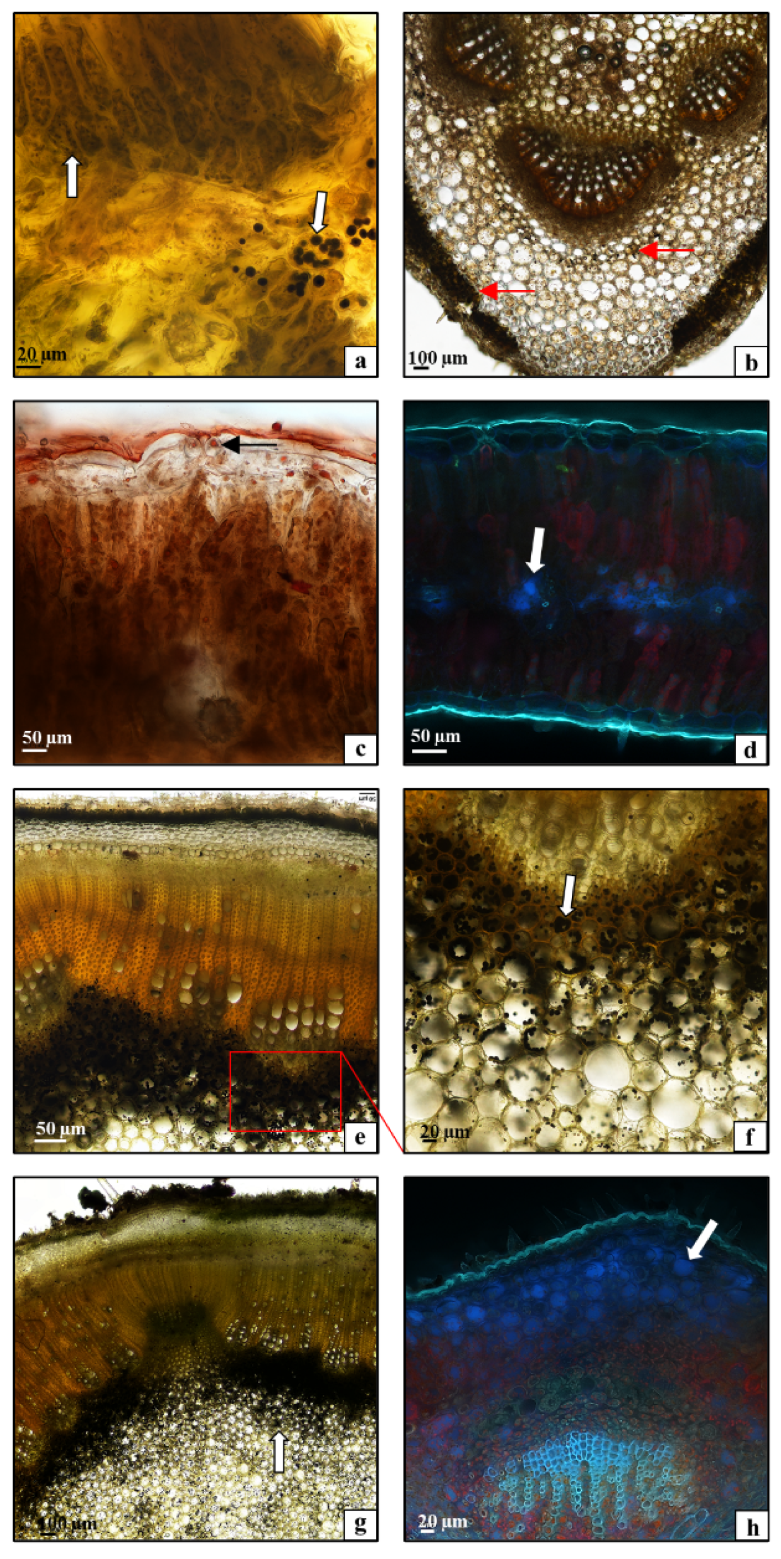 Plants 10 00986 g004
