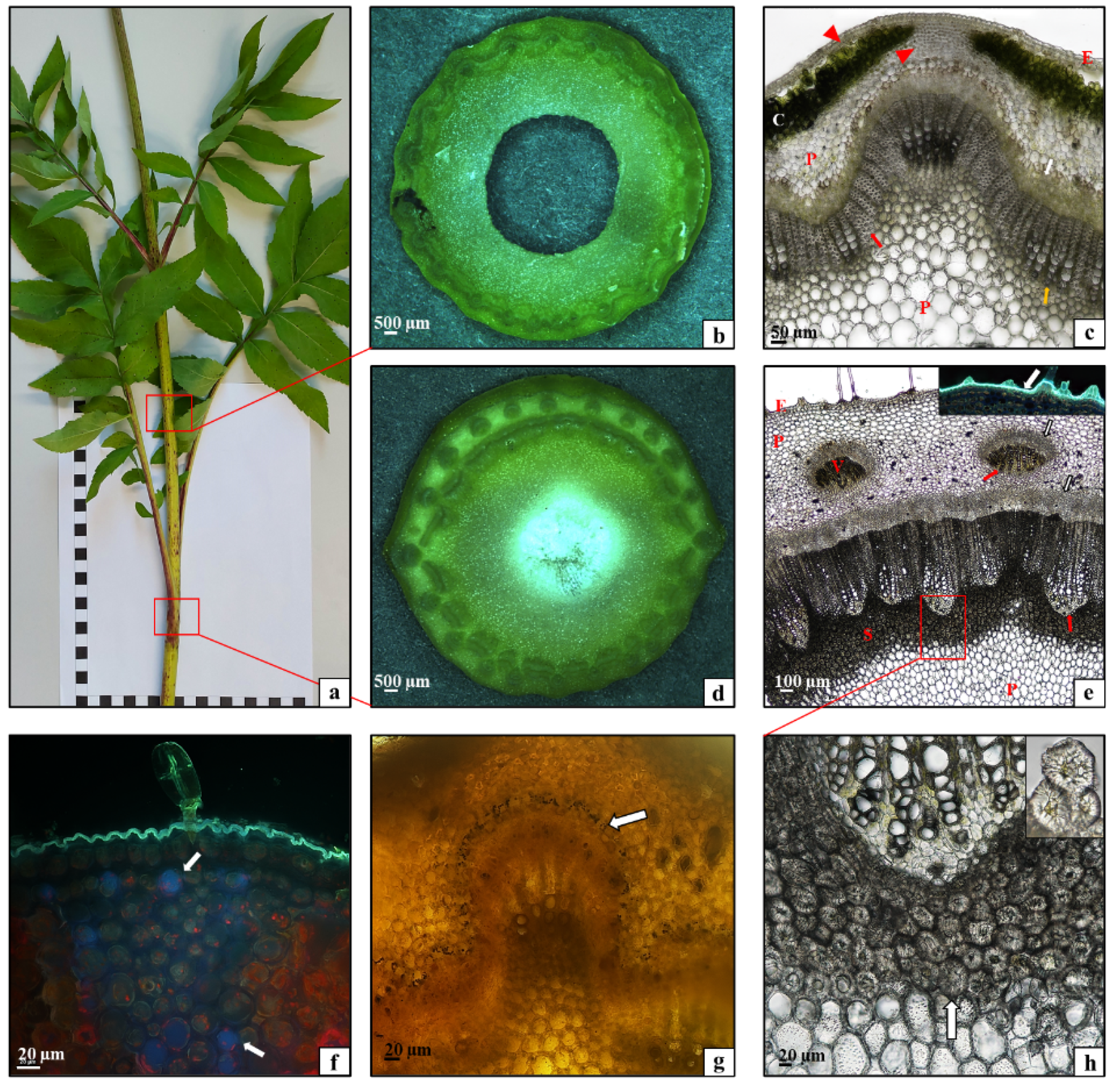 Plants 10 00986 g006