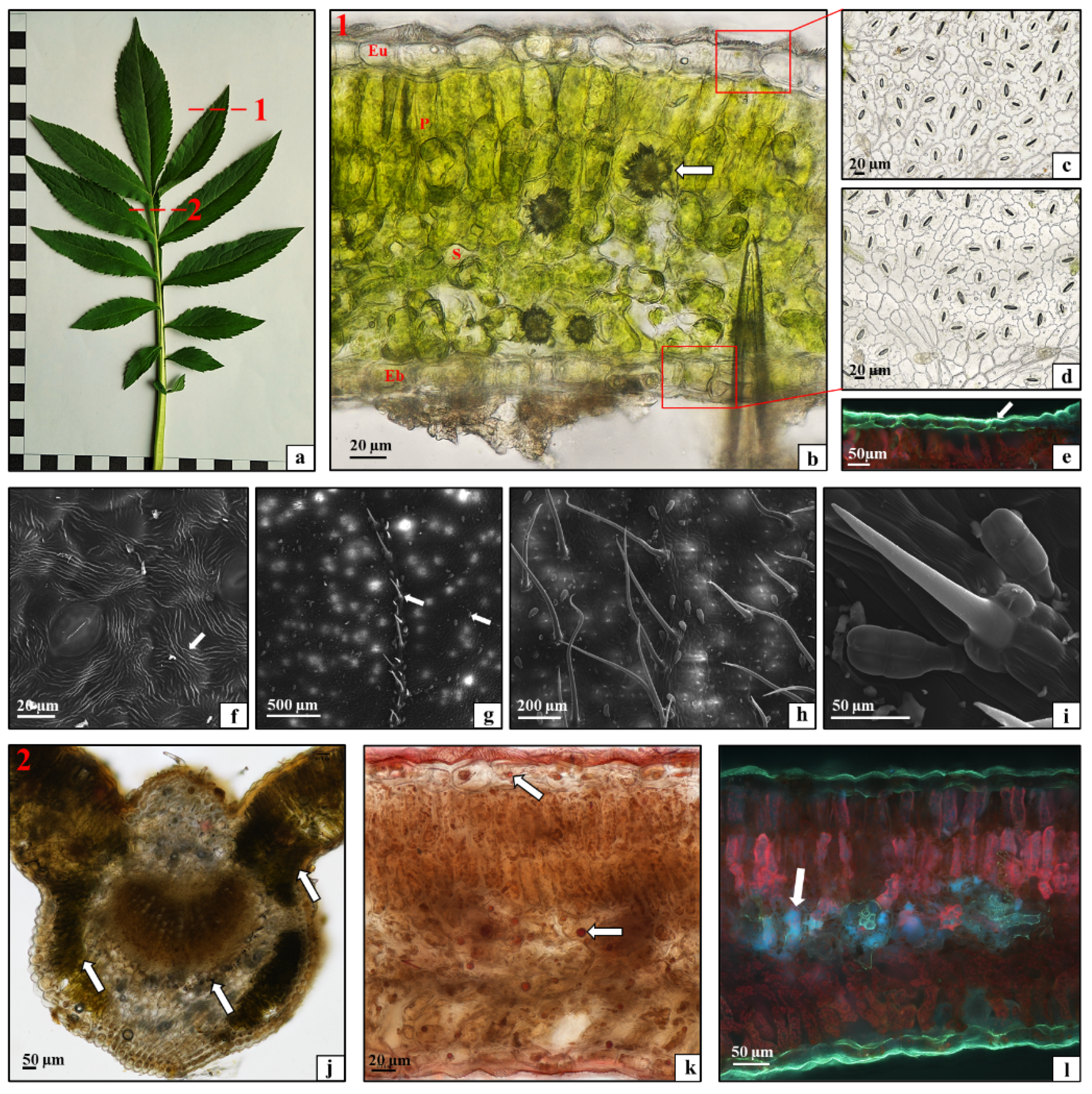 Plants 10 00986 g007