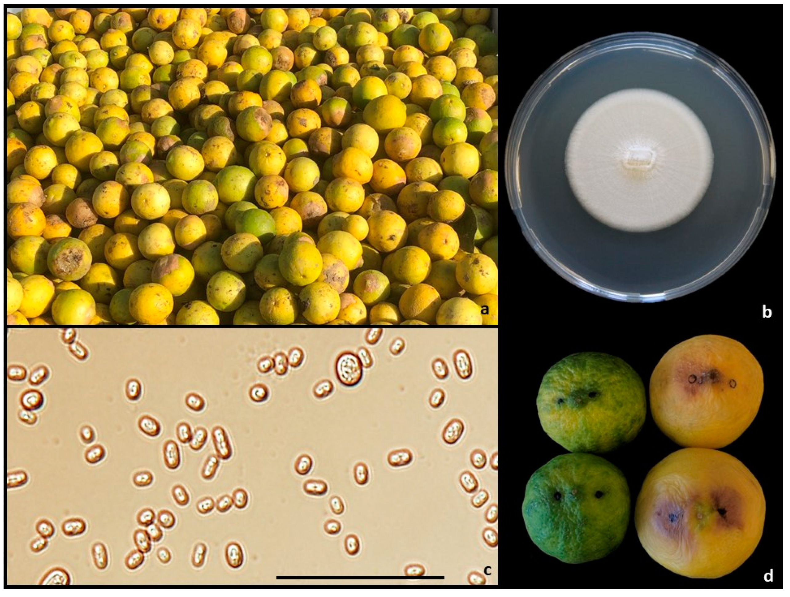 Plants 10 00989 g002 Plants 10 00989 g002