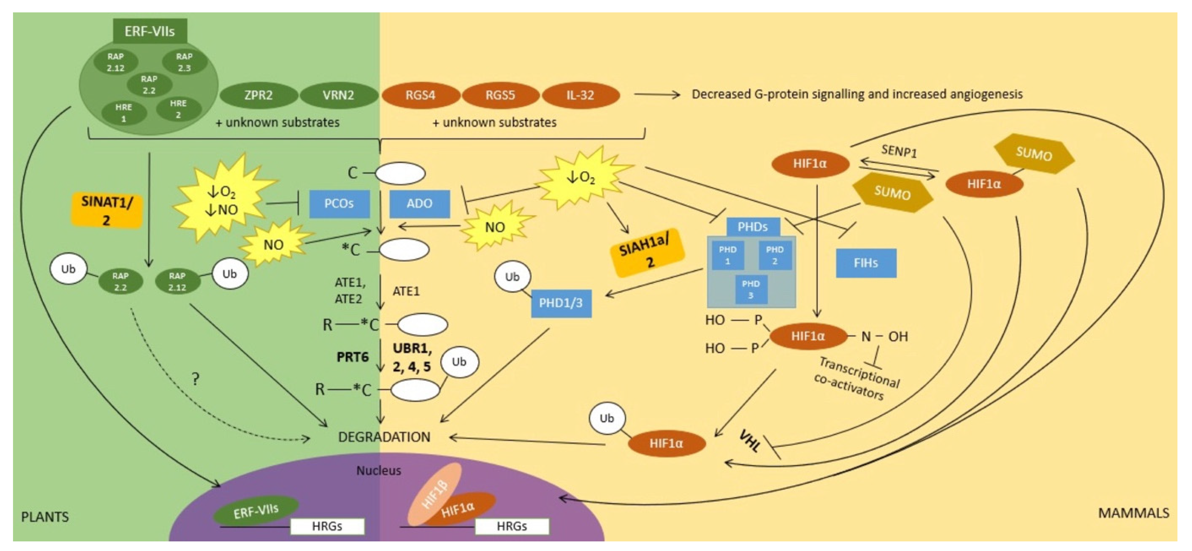 Plants | Free Full-Text | Lessons from Comparison of Hypoxia Signaling in  Plants and Mammals