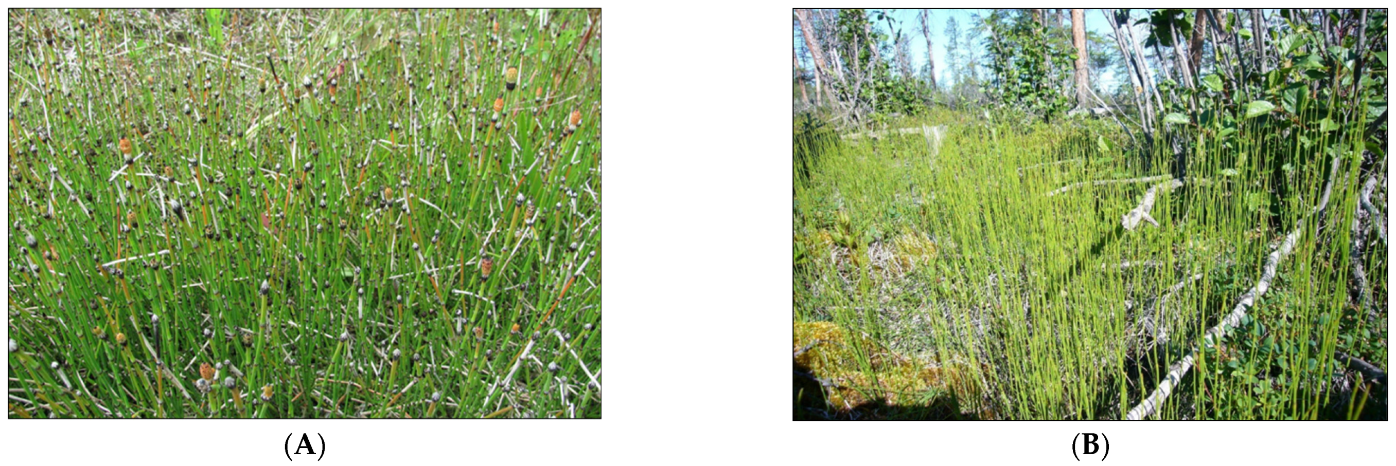 Plants 10 00996 g001