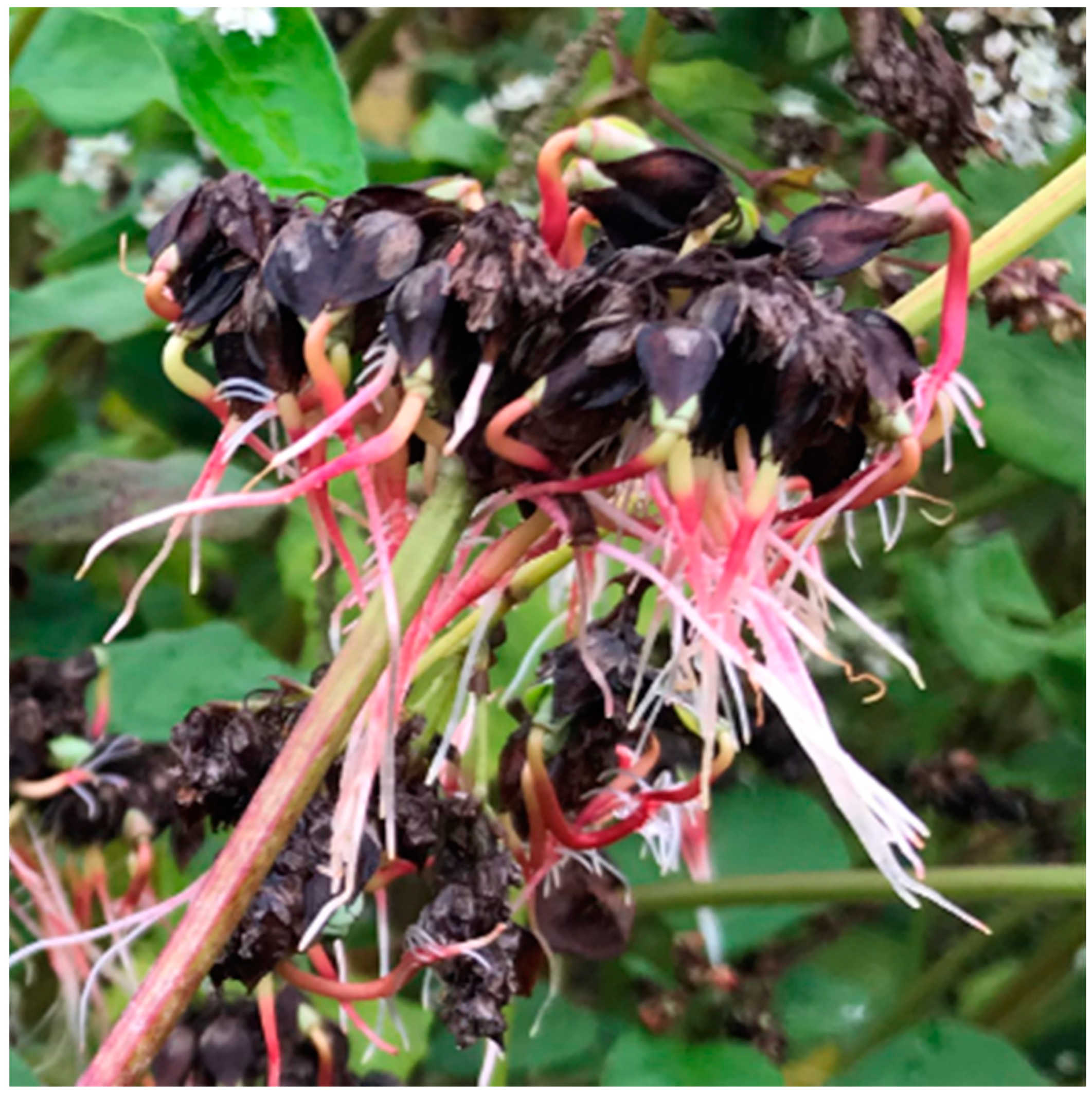 Plants 10 00997 g002