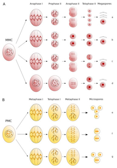 Plants Free Full Text A Review Of Unreduced Gametes And Neopolyploids In Alfalfa How To Fill The Gap Between Well Established Meiotic Mutants And Next Generation Genomic Resources Html